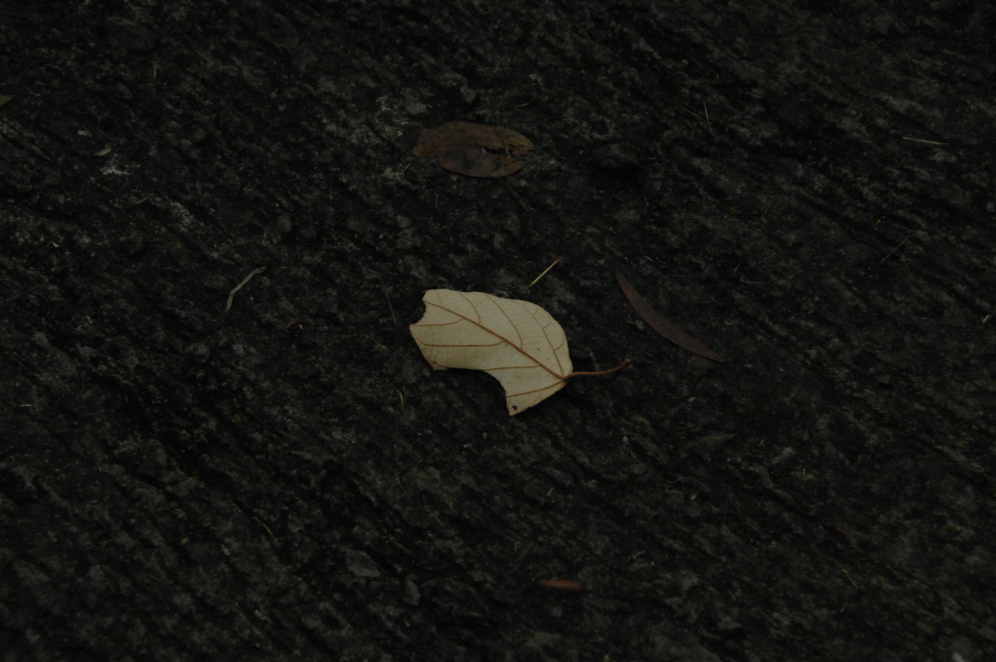 Nikon D2X sample photo. .. photography