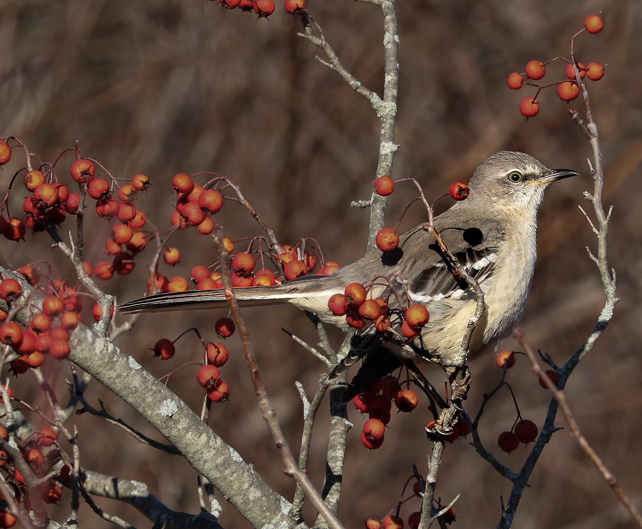 Canon EOS 760D (EOS Rebel T6s / EOS 8000D) sample photo. Bird photography
