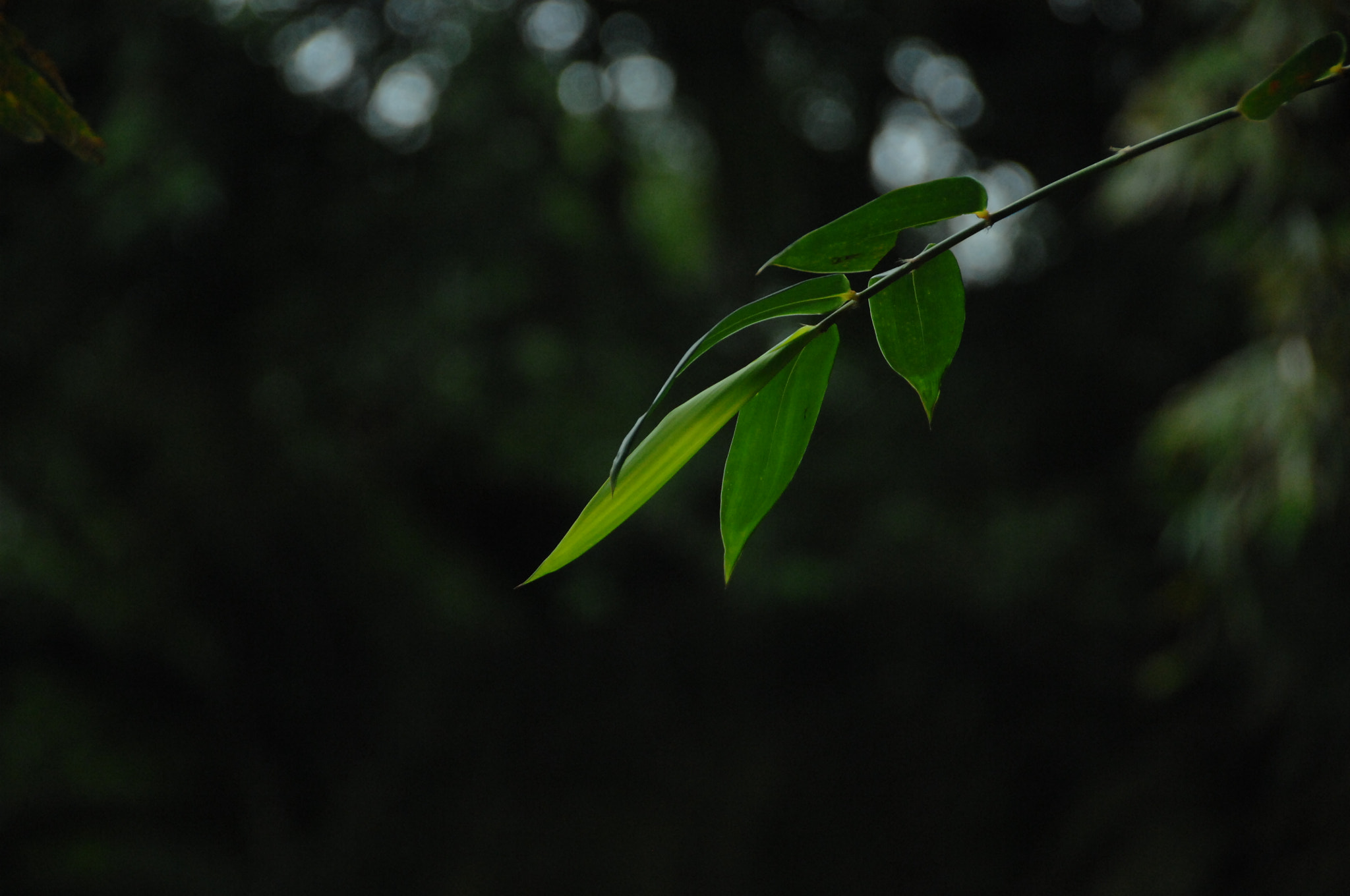 Nikon D2X sample photo. .. photography