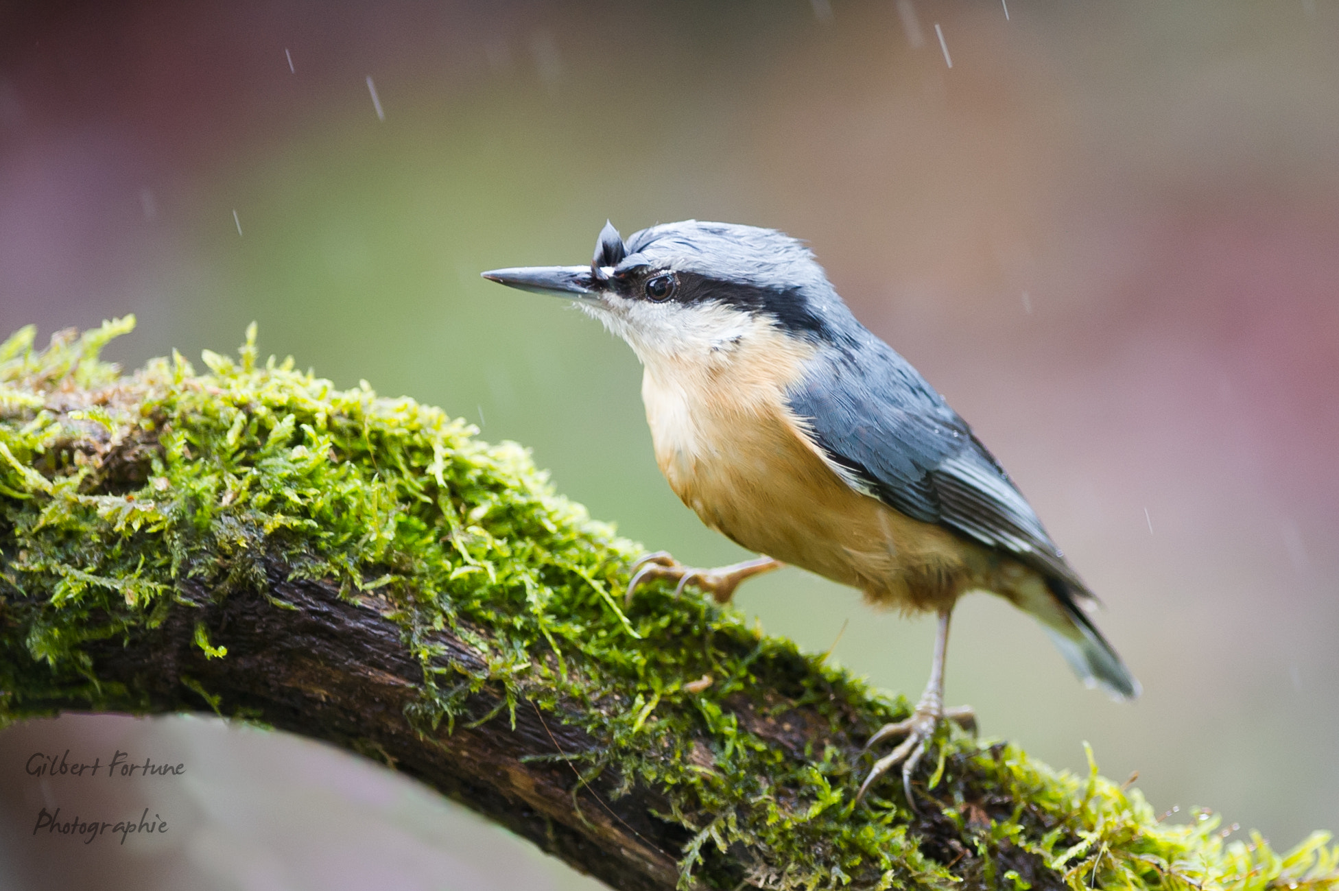 Nikon AF-S Nikkor 300mm F2.8G ED VR II sample photo. Sitelle sous la pluie photography