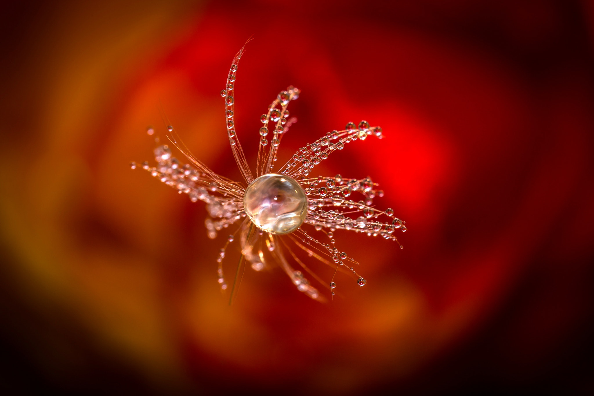 Sigma 150mm f/2.8 EX DG OS HSM APO Macro sample photo. Rose in drops photography