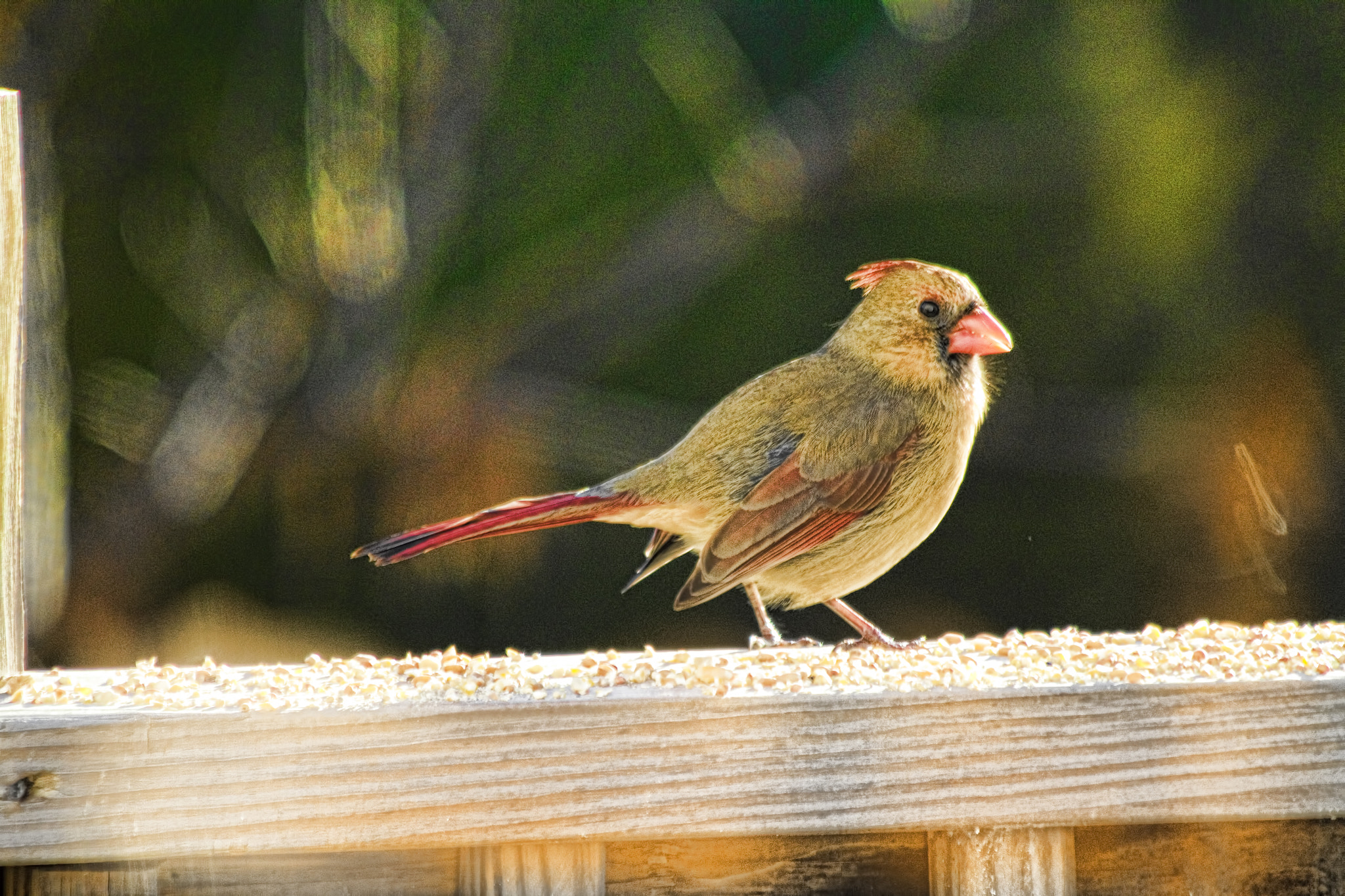 Canon EF 70-300mm F4-5.6 IS USM sample photo. Cardinal closeup photography