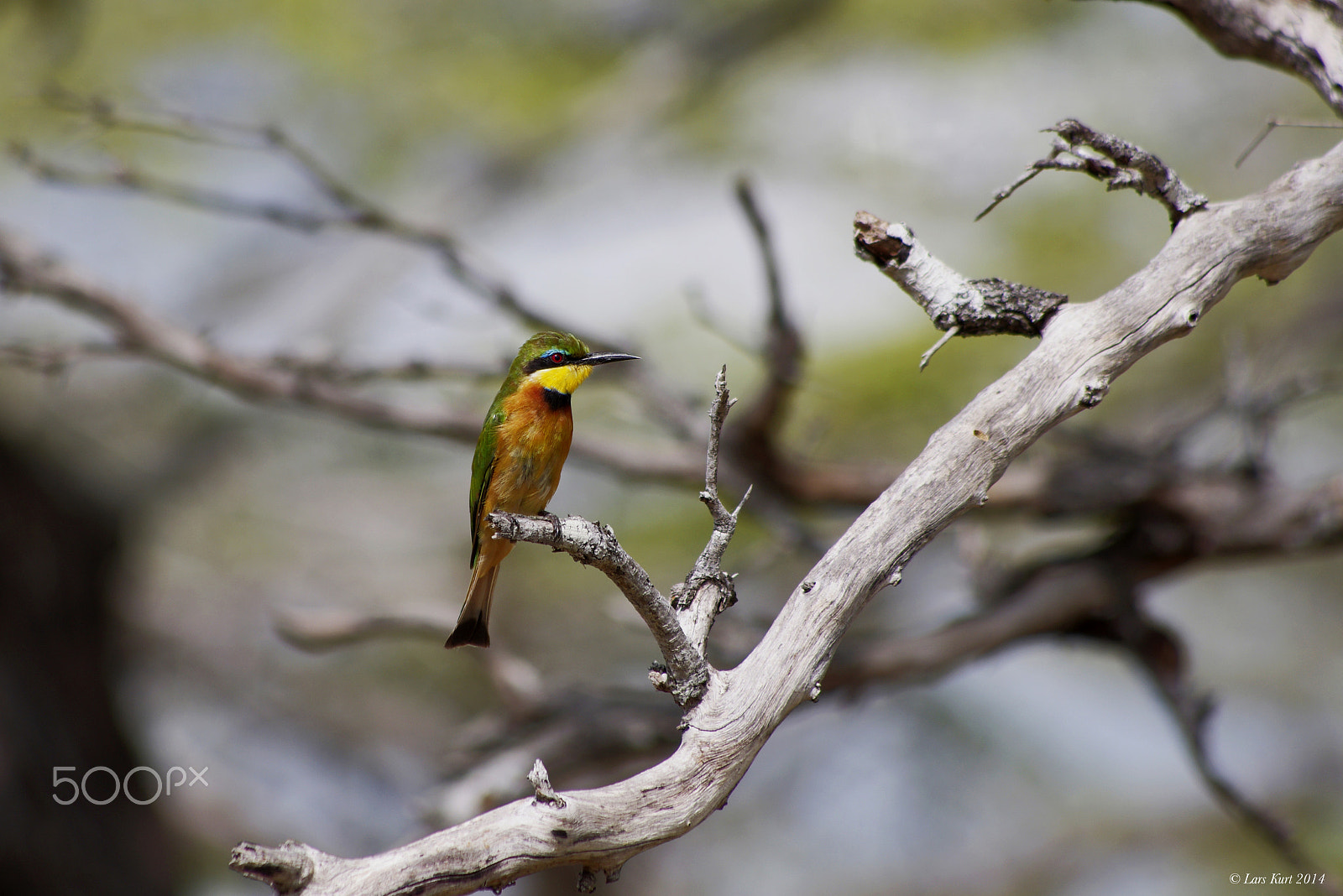 Pentax K-5 sample photo. Littlebee eater photography