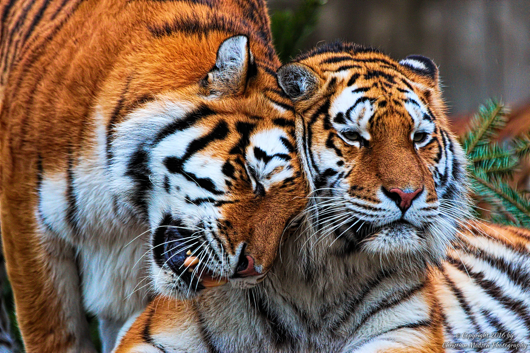 Canon EF 70-200mm F2.8L IS II USM sample photo. Tiger love photography