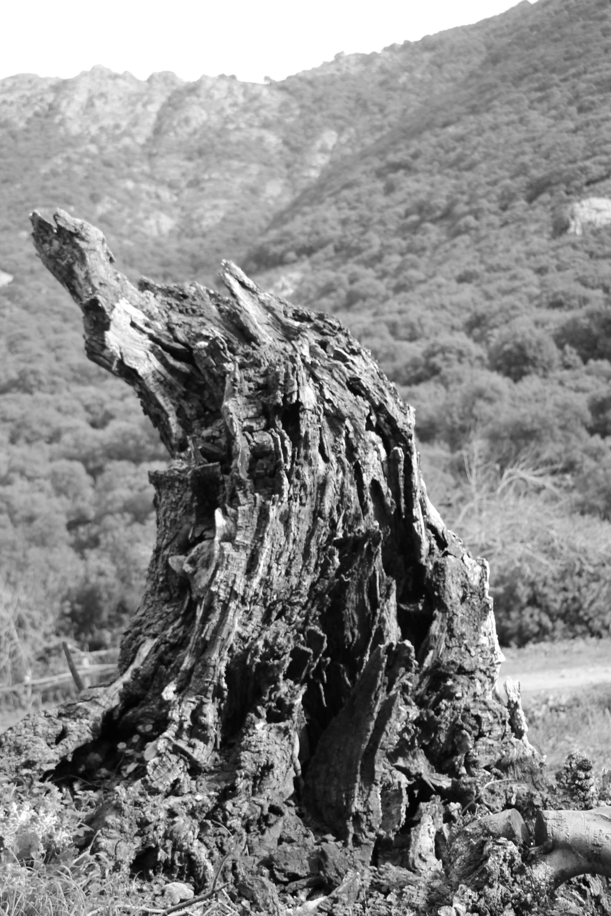 Canon EF-S 18-135mm F3.5-5.6 IS STM sample photo. Dead tree photography