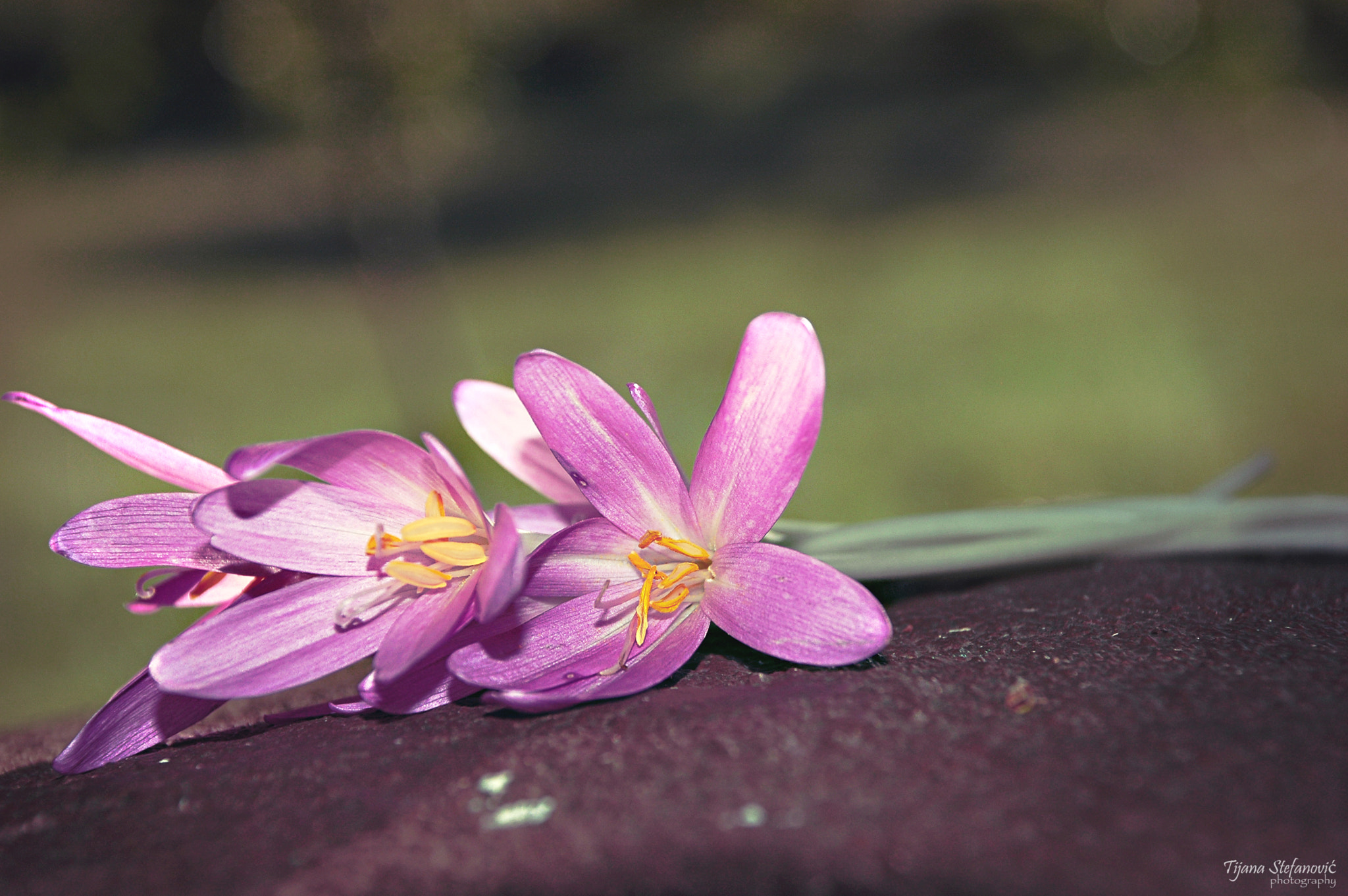 Nikon D70s sample photo. Pink beauty photography