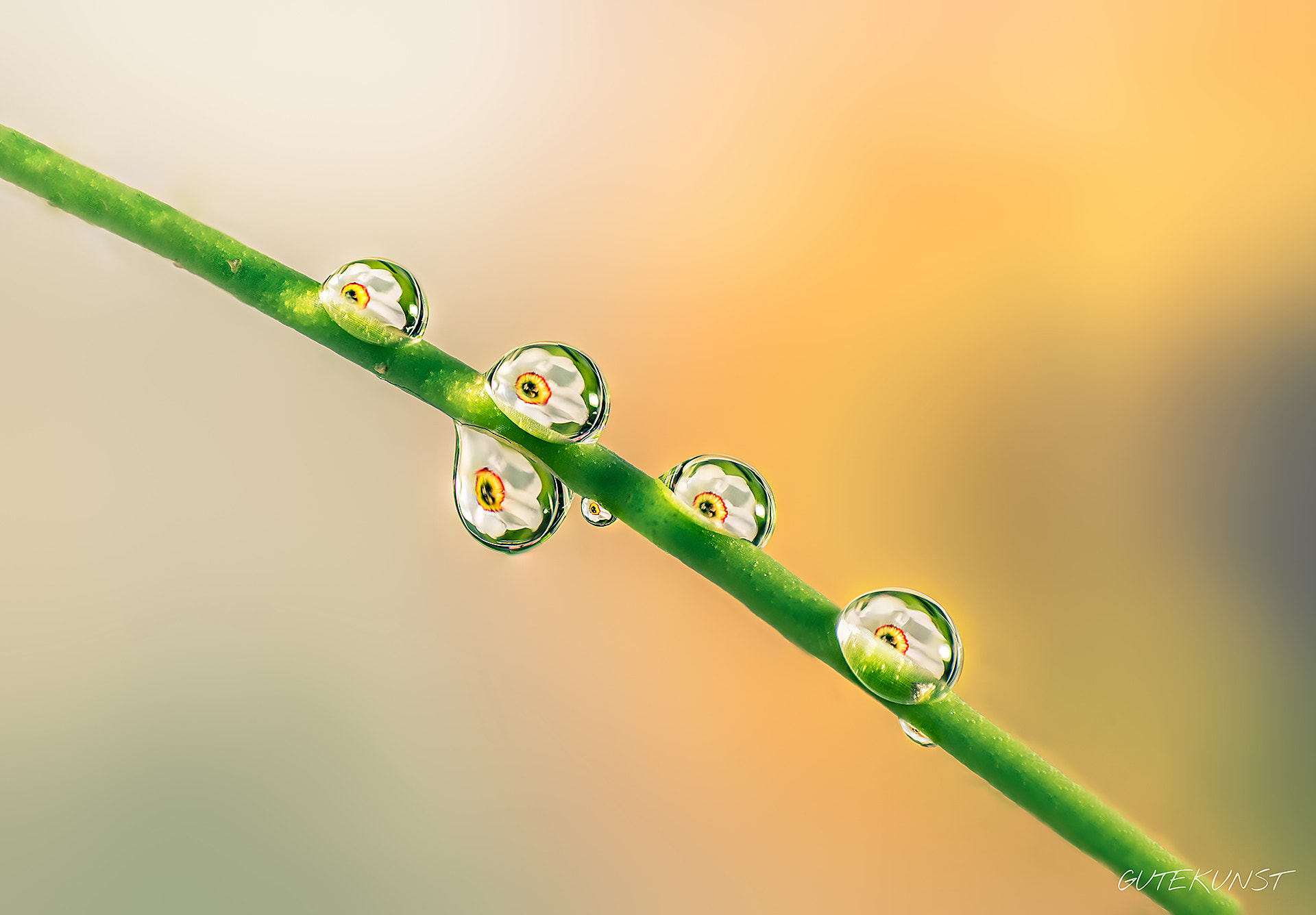 Sony ILCA-77M2 + Tamron SP AF 90mm F2.8 Di Macro sample photo. Waterdrops n°2 photography