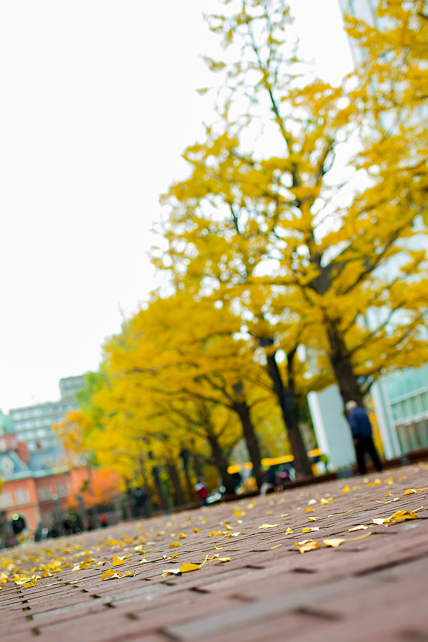 Nikon D600 + AF-S Nikkor 35mm f/1.8G sample photo. Maple leaf photography