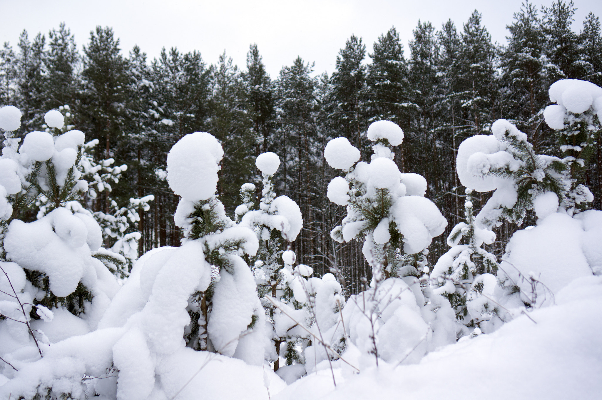 Sony E 35mm F1.8 OSS sample photo. Winter forest. photography