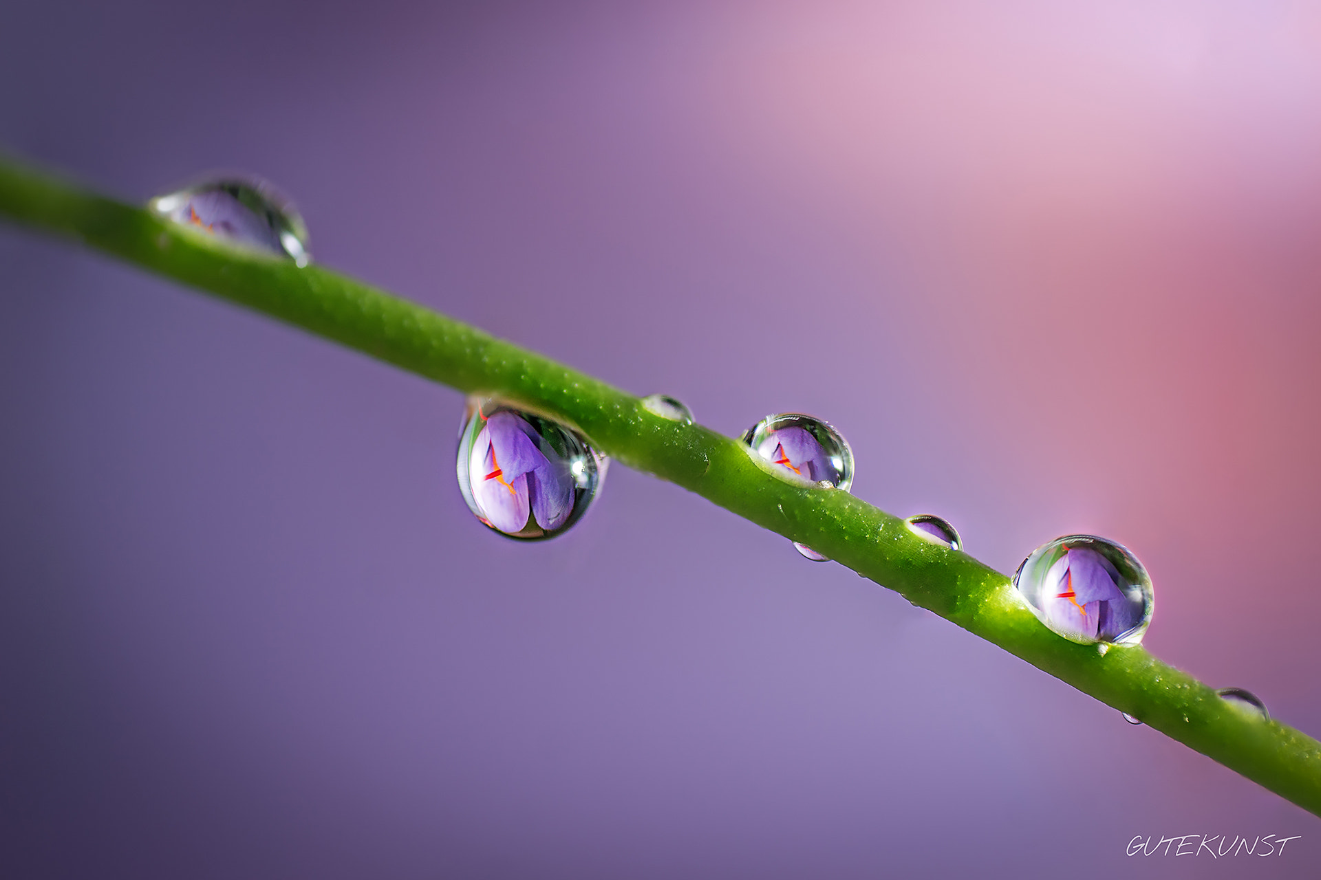 Sony ILCA-77M2 + Tamron SP AF 90mm F2.8 Di Macro sample photo. Waterdrops n°3 - crocus photography