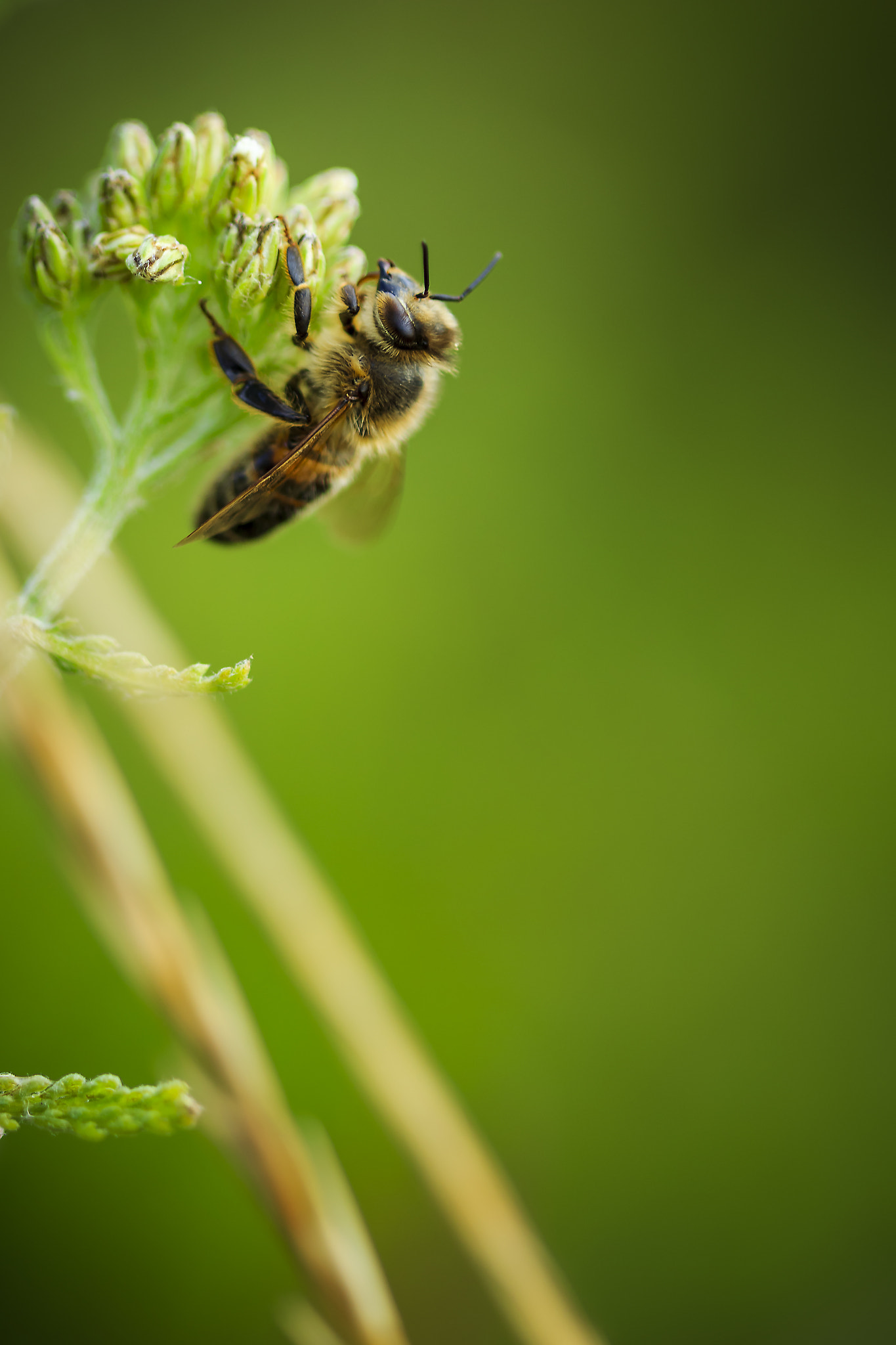 Canon EOS 600D (Rebel EOS T3i / EOS Kiss X5) + Canon EF 100mm F2.8 Macro USM sample photo. A simple task photography