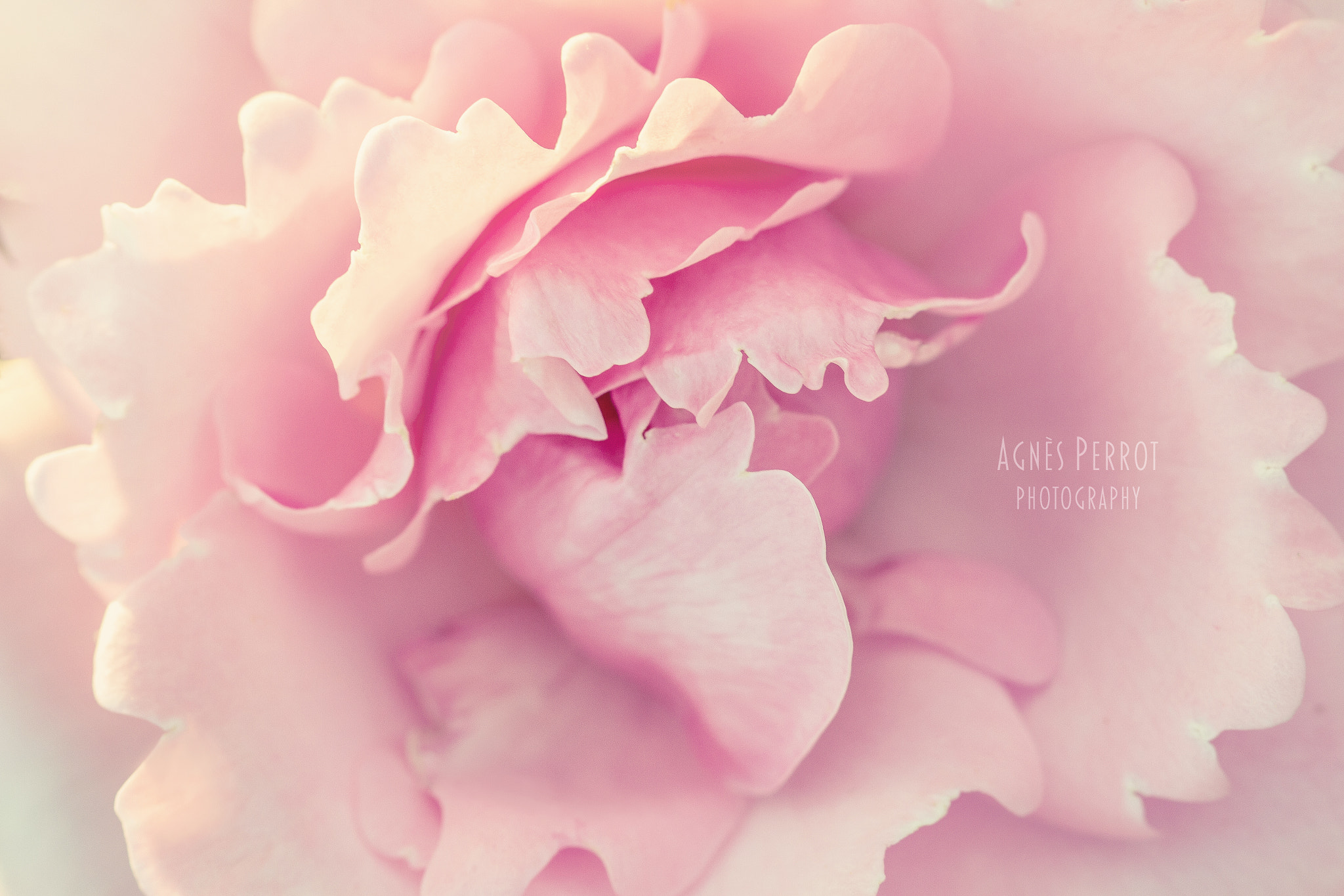 Canon EOS 7D + Canon EF 100mm F2.8 Macro USM sample photo. Soft photography