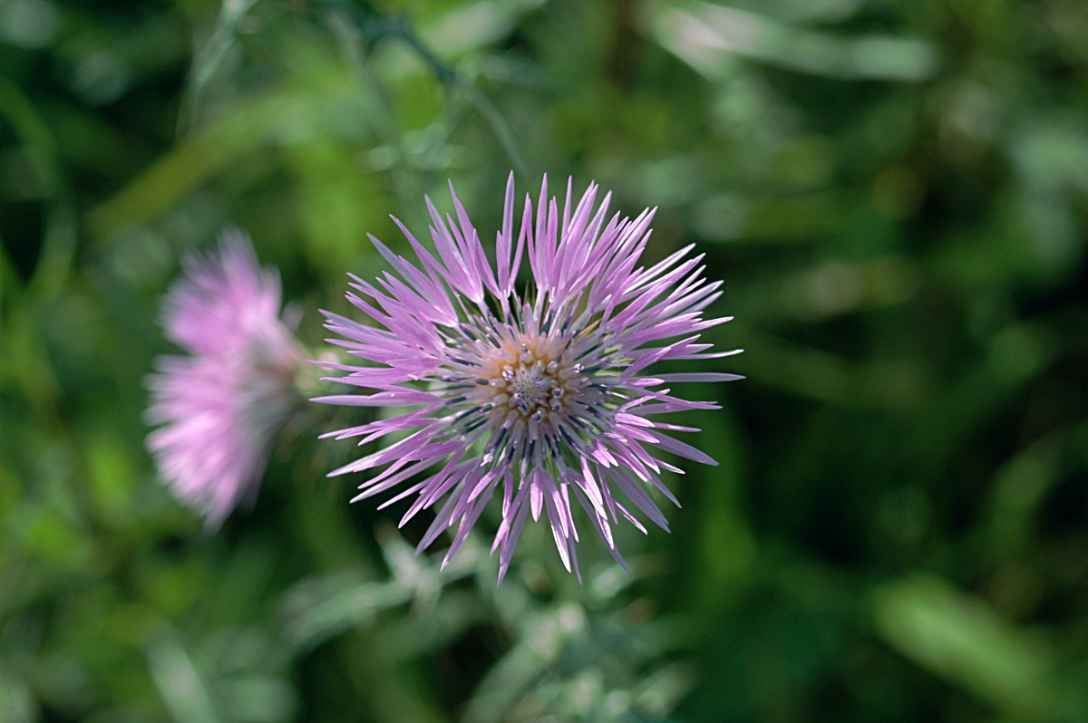 AF Zoom-Nikkor 35-70mm f/3.3-4.5 N sample photo. # photography