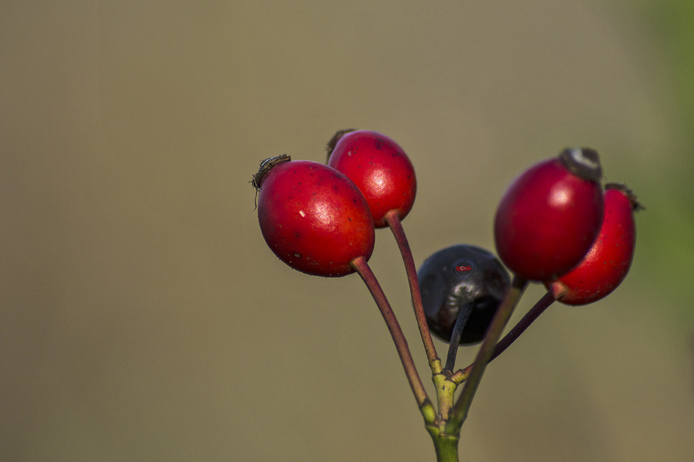 smc PENTAX-FA 100-300mm F4.7-5.8 sample photo. Red seeds photography