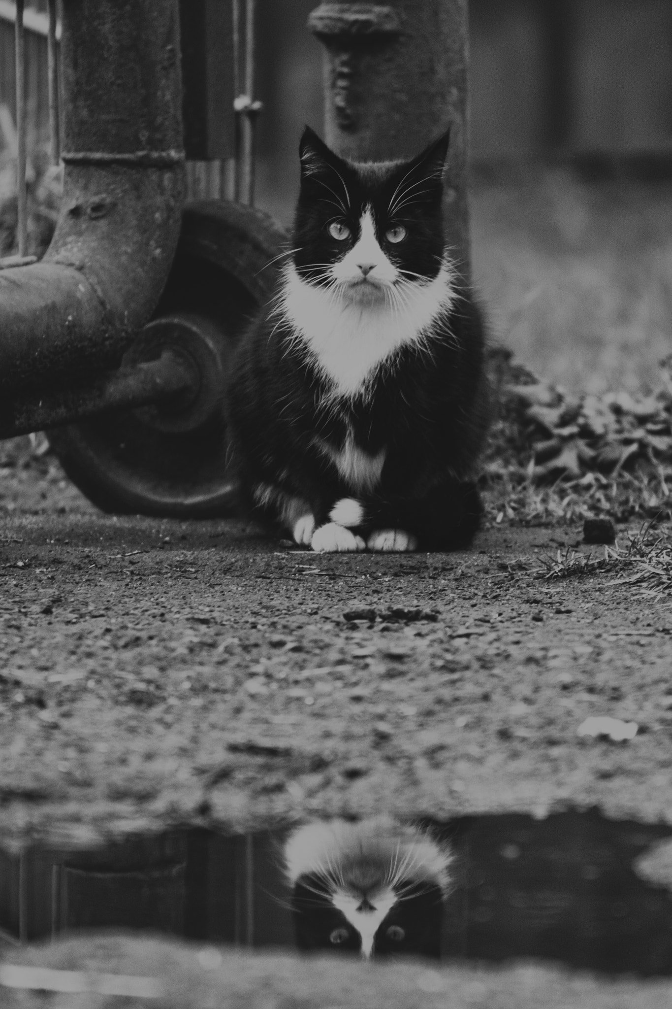 Canon EF 70-200mm F2.8L IS USM sample photo. Farm cat photography