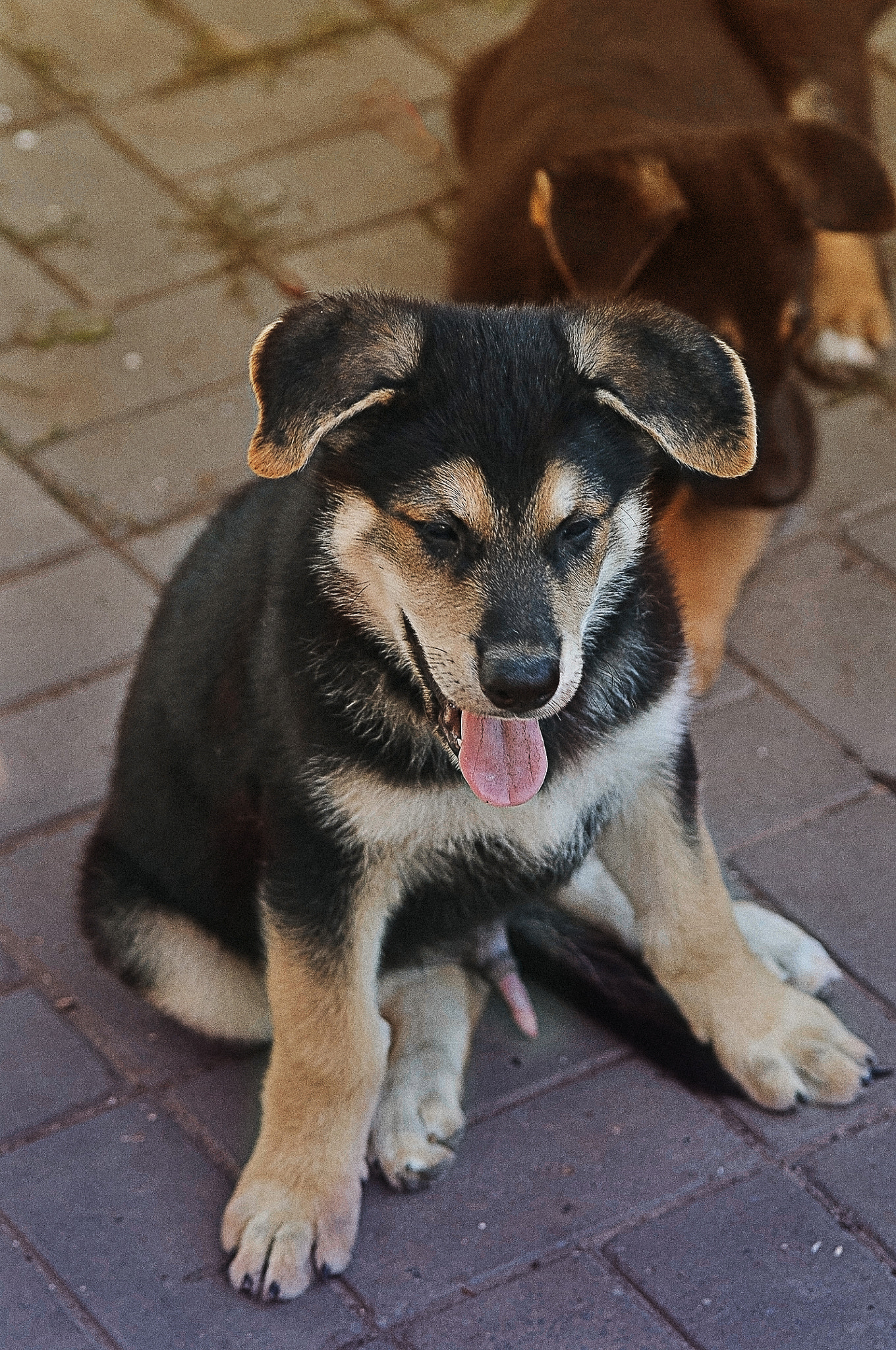 Nikon D300 + AF Micro-Nikkor 105mm f/2.8 sample photo. "Мужик!" photography