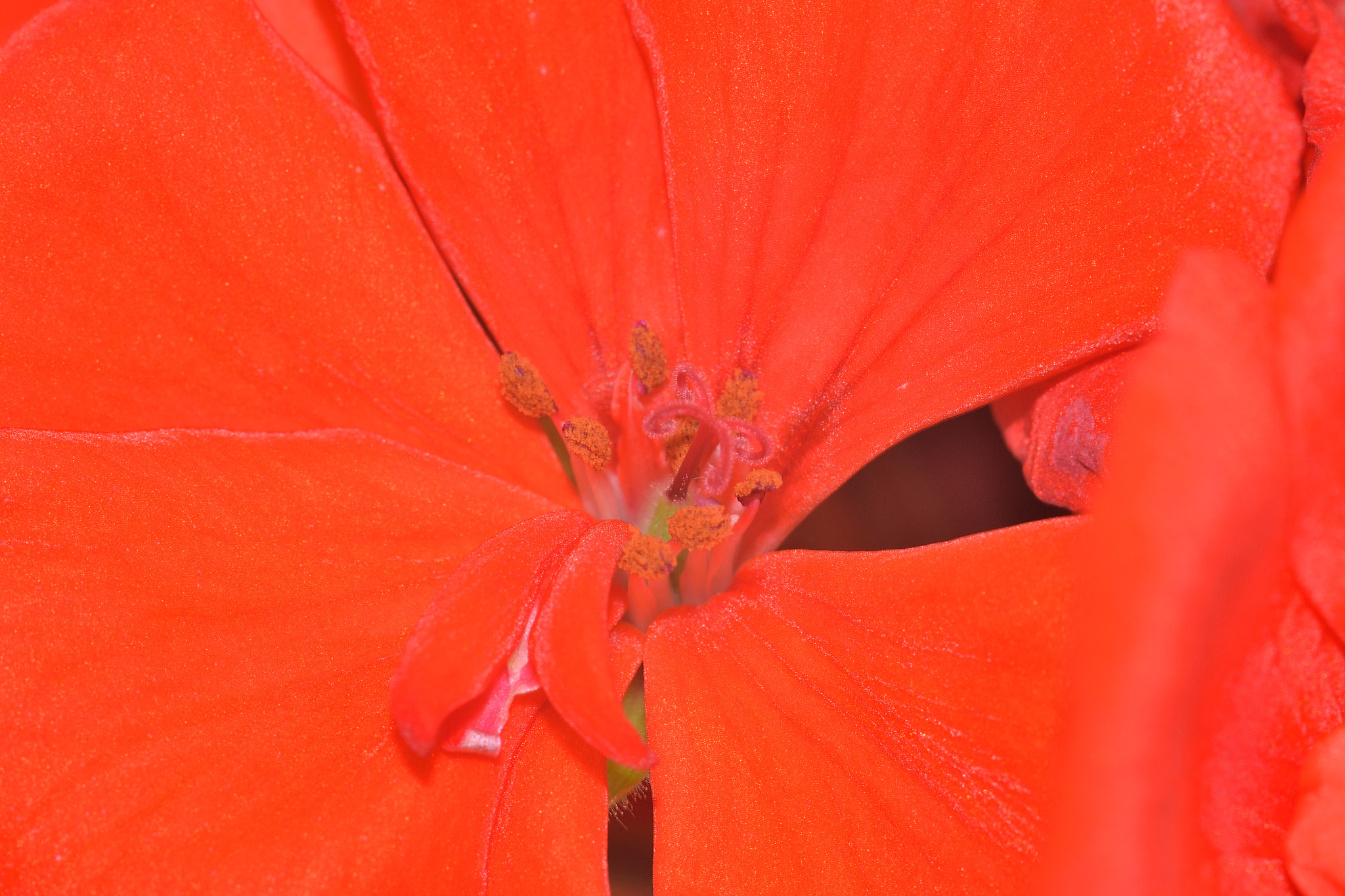 Sigma 105mm F2.8 EX DG Macro sample photo. Dsc_0723.jpg photography