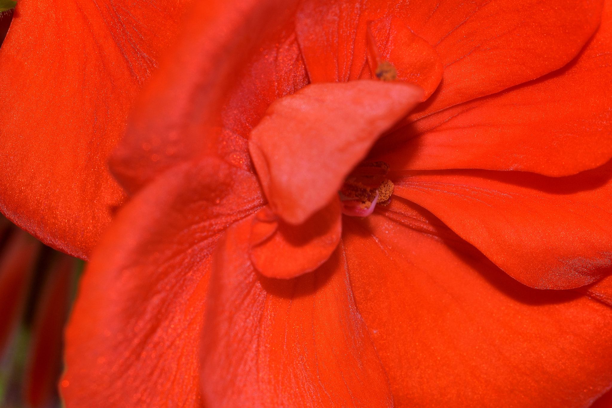 Sigma 105mm F2.8 EX DG Macro sample photo. Dsc_0722.jpg photography