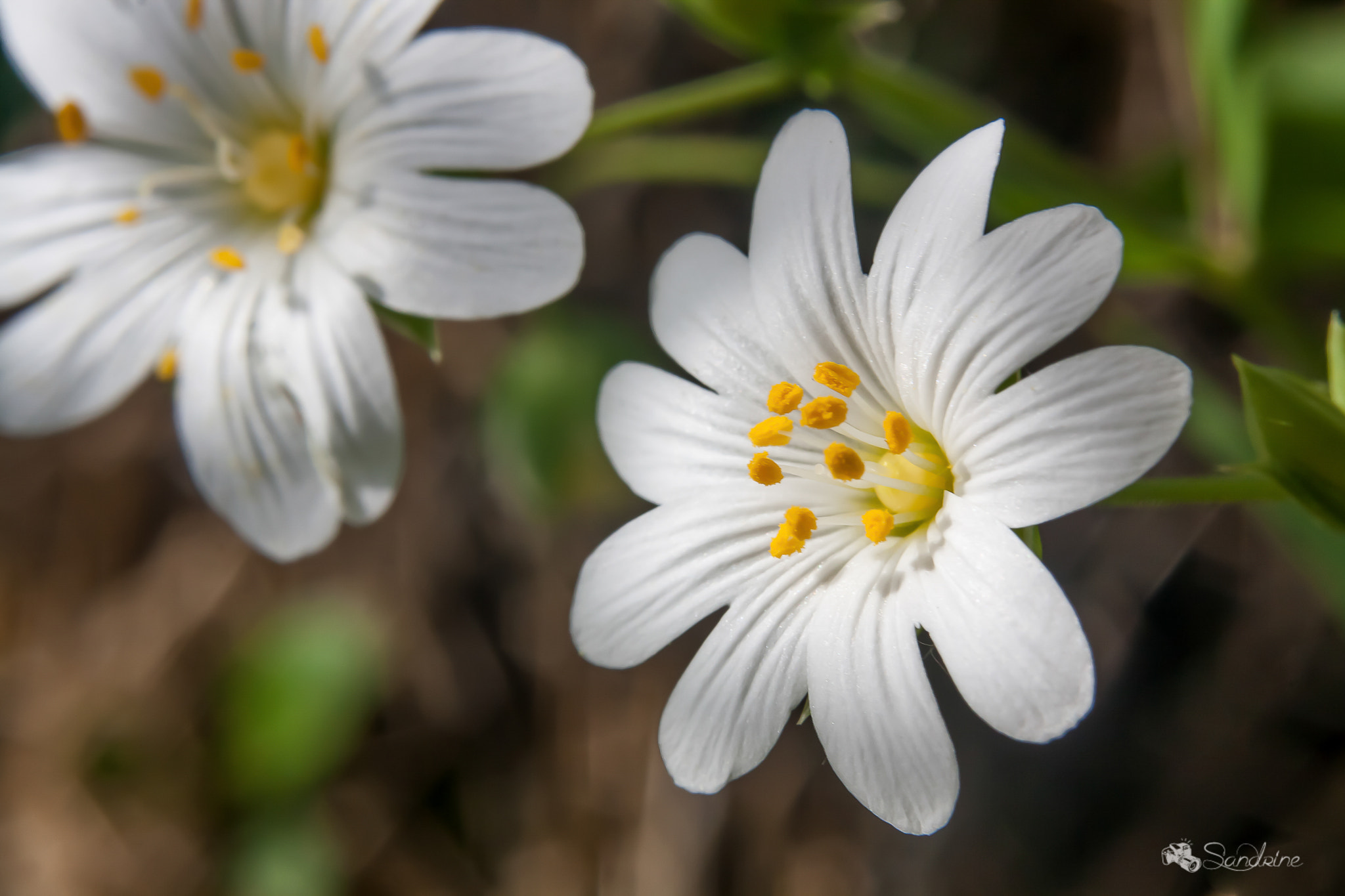 Canon EF 28-80mm f/3.5-5.6 sample photo. Stellaire photography
