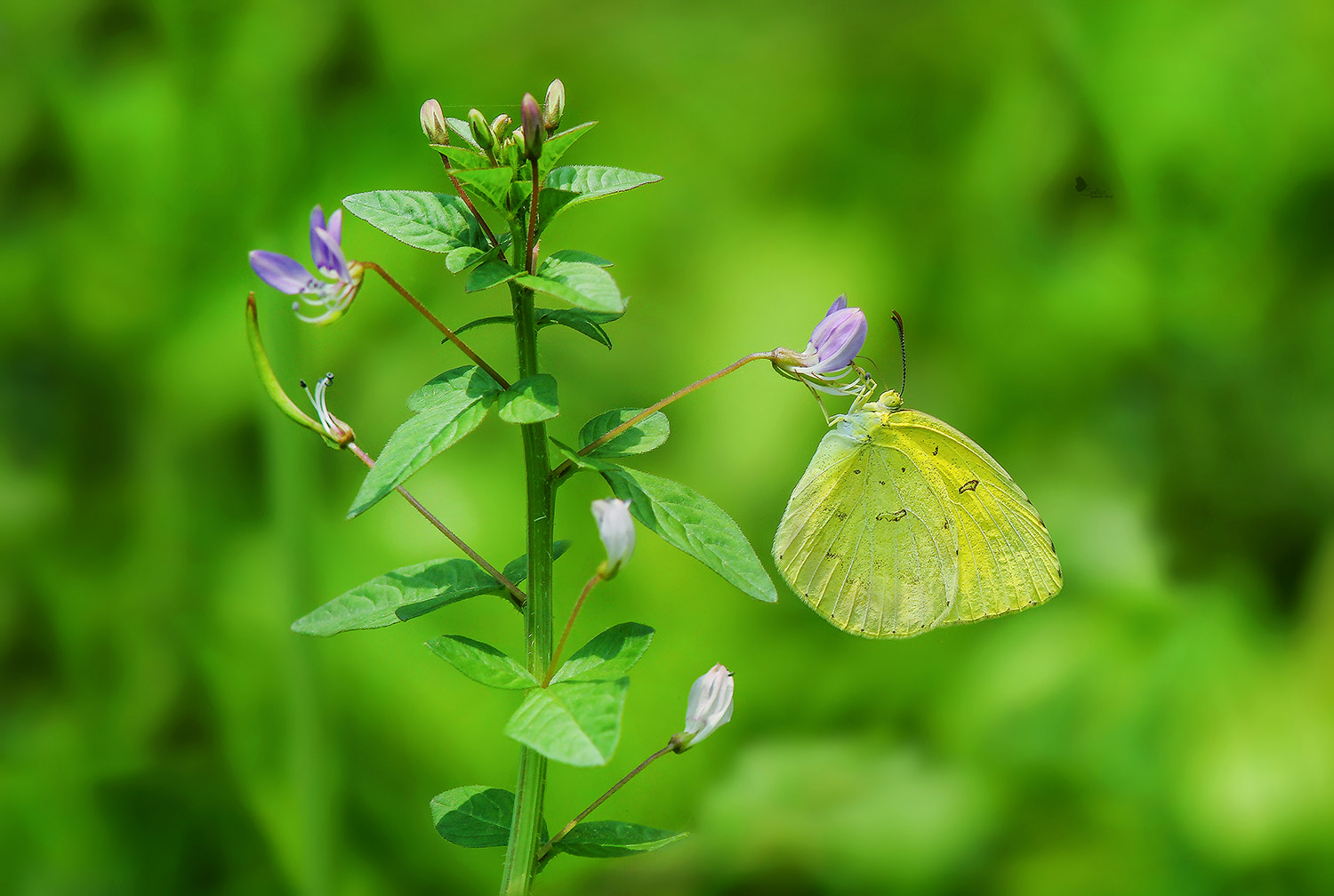 Canon EOS 60D + Canon EF 300mm F4L IS USM sample photo. Common grass yellow photography