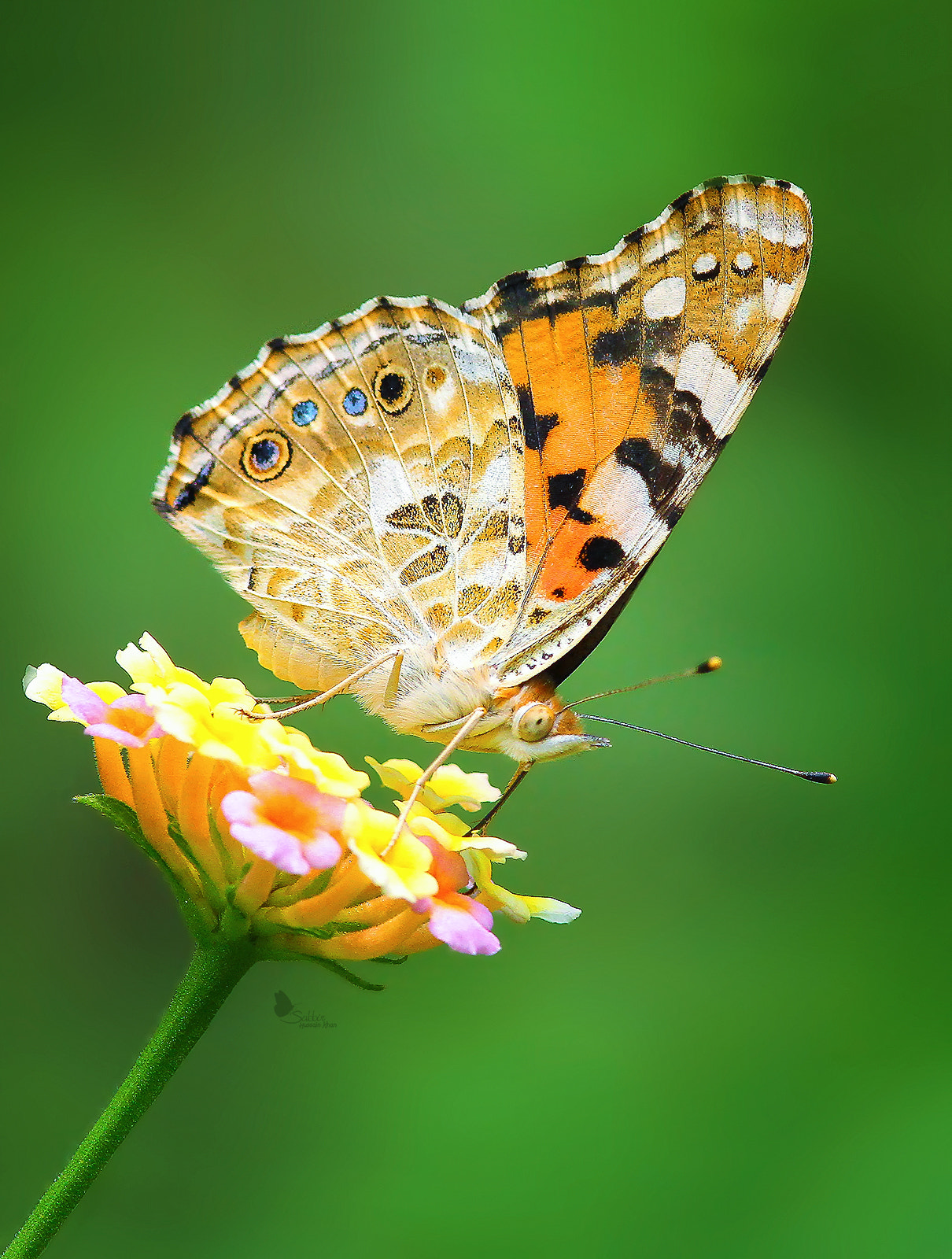 Canon EOS 60D + Canon EF 300mm F4L IS USM sample photo. Painted lady photography