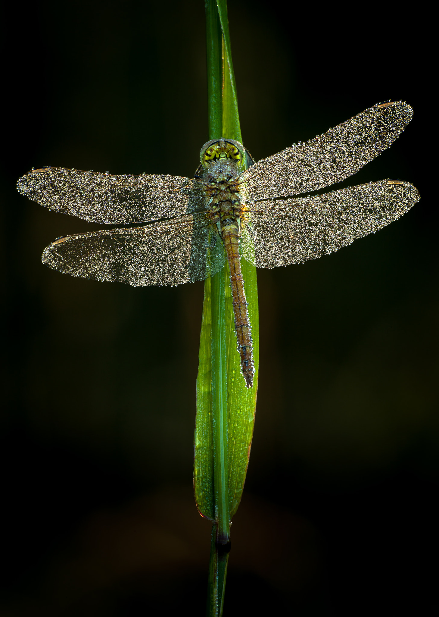 Canon EF 180mm F3.5L Macro USM sample photo. Sympetrum ♂ photography