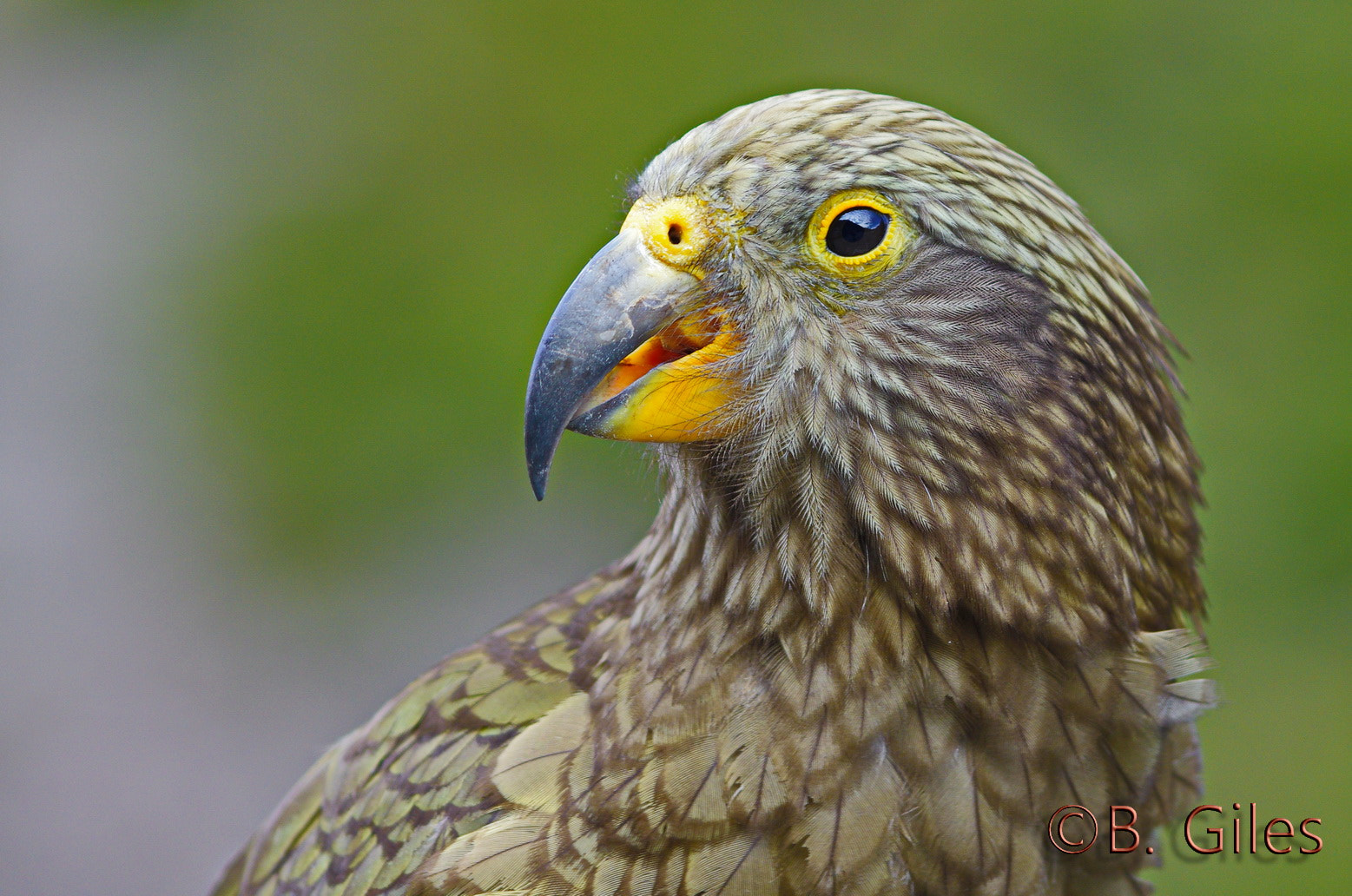 Pentax smc DA* 60-250mm F4.0 ED (IF) SDM sample photo. New zealand's brainy trickster photography