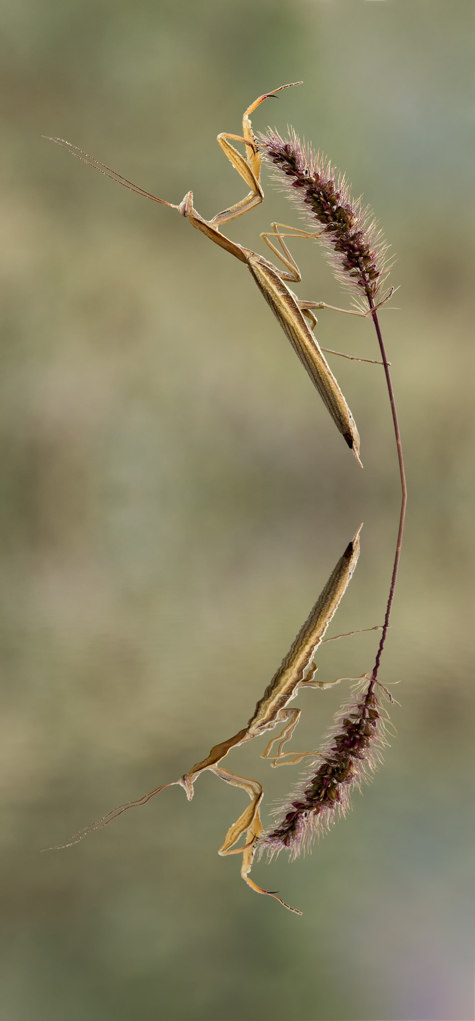 Sigma 150mm f/2.8 EX DG OS HSM APO Macro sample photo. Kleine spielerei :-) photography