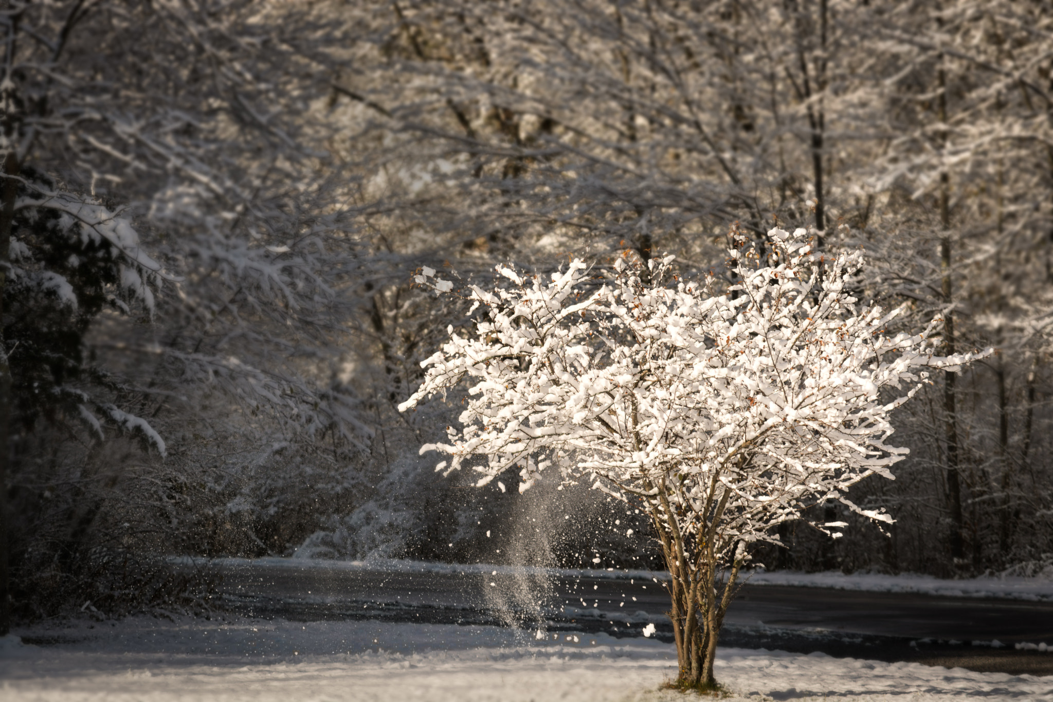 AF Zoom-Nikkor 70-210mm f/4 sample photo. Winter tree photography