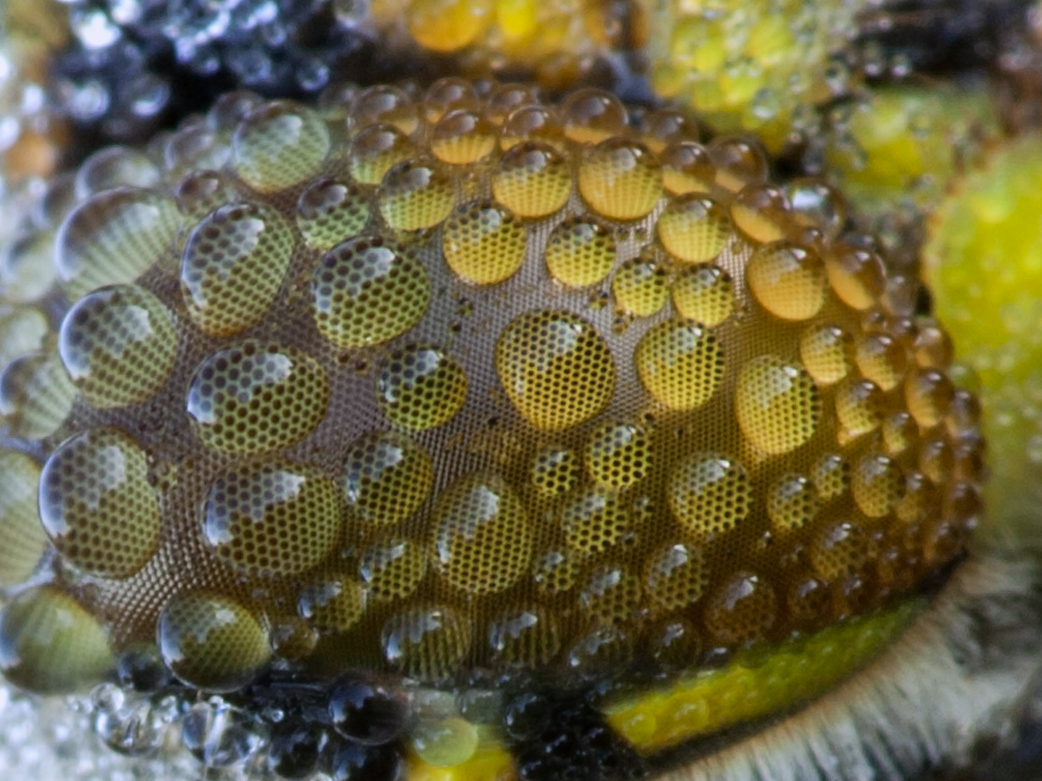 Canon EF 180mm F3.5L Macro USM sample photo. Dewdrops on the eye of a dragonfly photography