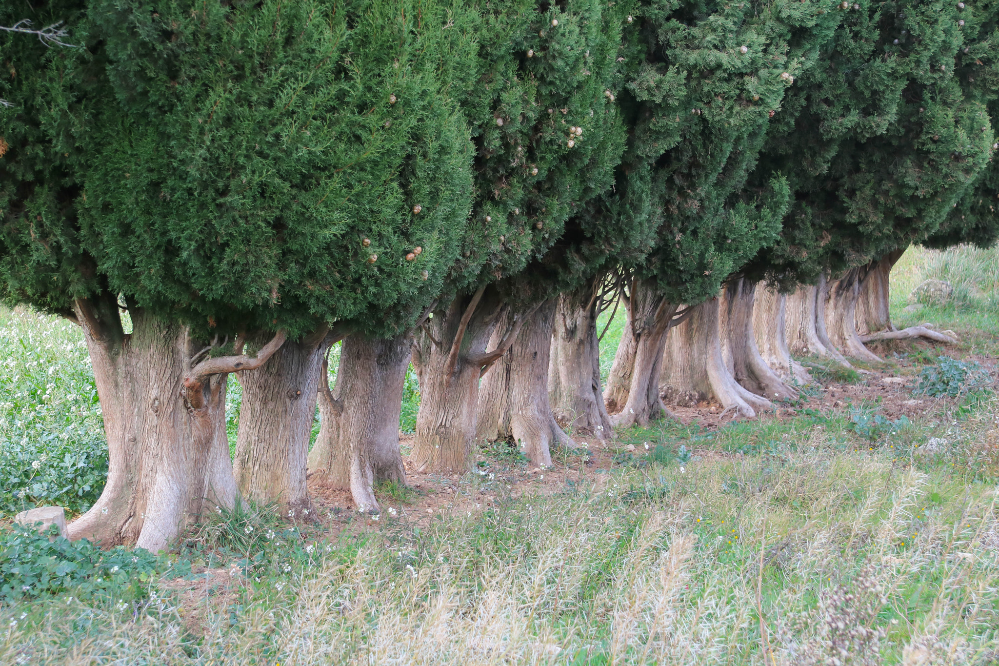 Canon EF-S 17-85mm F4-5.6 IS USM sample photo. Aligned cypress photography