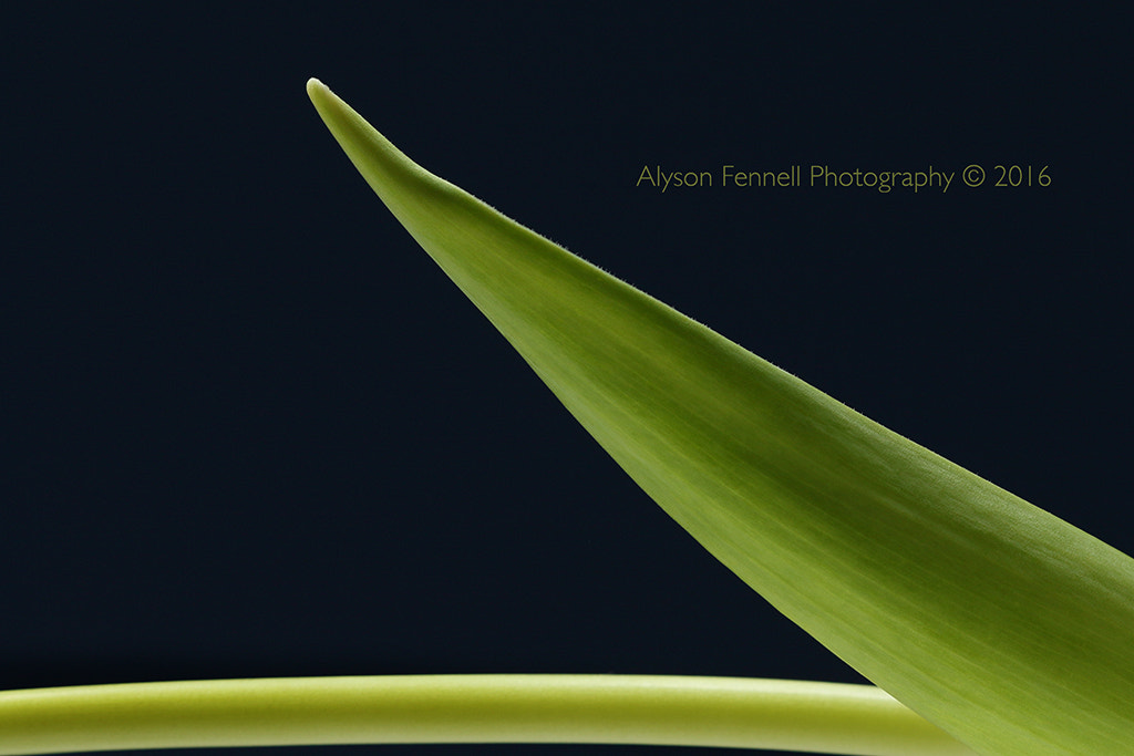 Canon EF 100mm F2.8 Macro USM sample photo. Tulip stalk and leaf photography