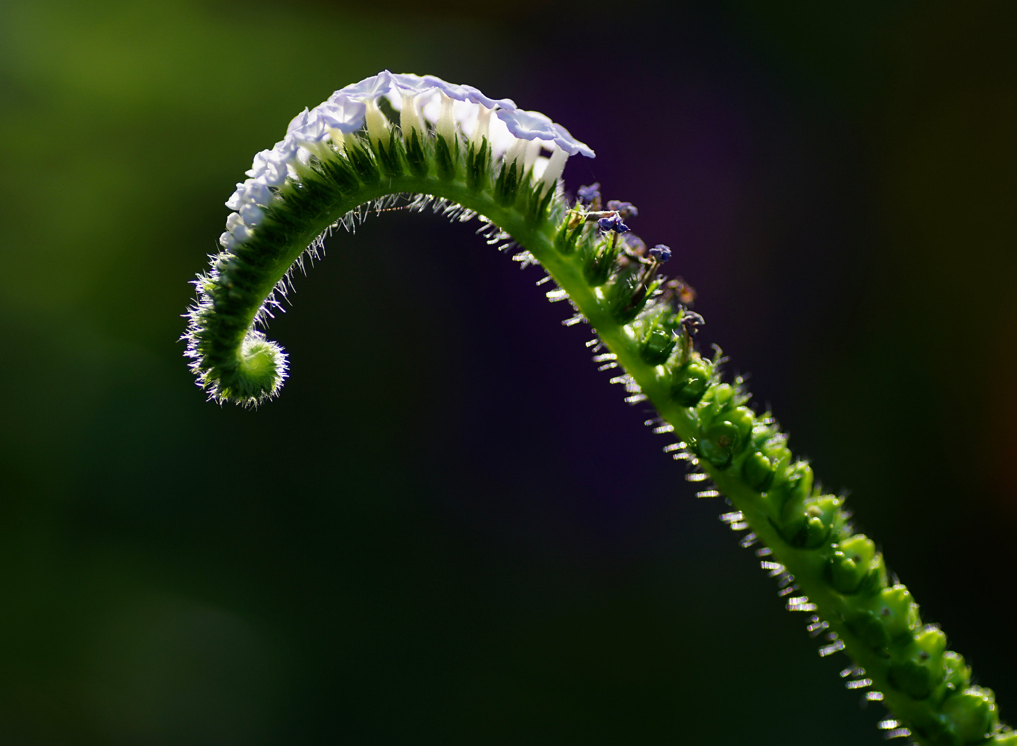 Sony a6000 + Tamron SP AF 90mm F2.8 Di Macro sample photo. Curley leaf photography