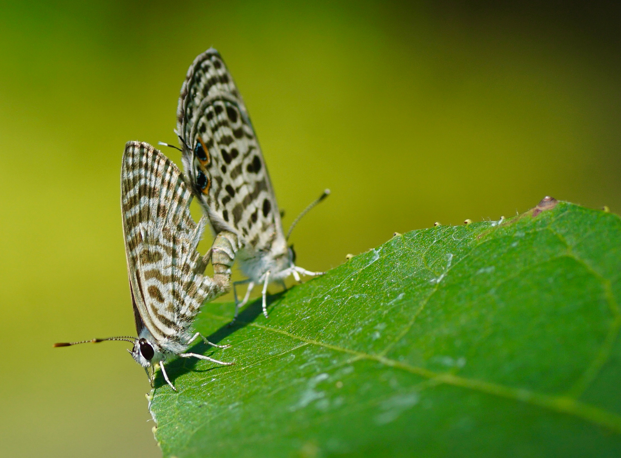 Sony a6000 + Tamron SP AF 90mm F2.8 Di Macro sample photo. Butterflies photography