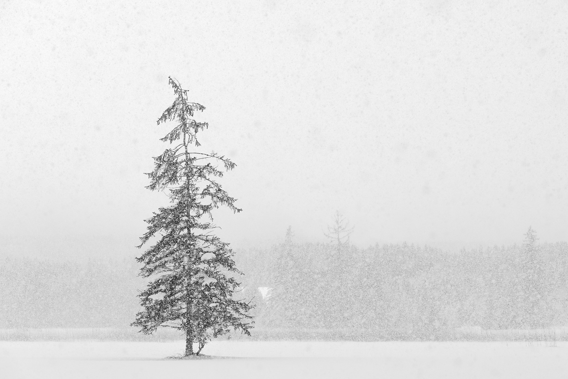 Sony a7R II + Canon EF 70-200mm F4L IS USM sample photo. Lonely tree photography