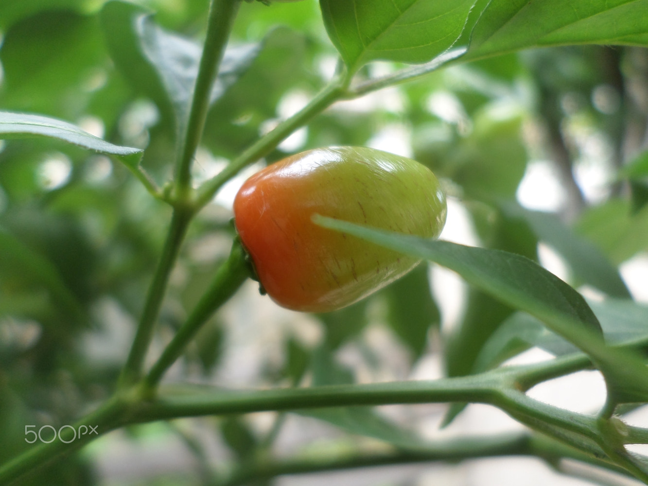 Samsung ST2014F sample photo. Capsicum chinense photography