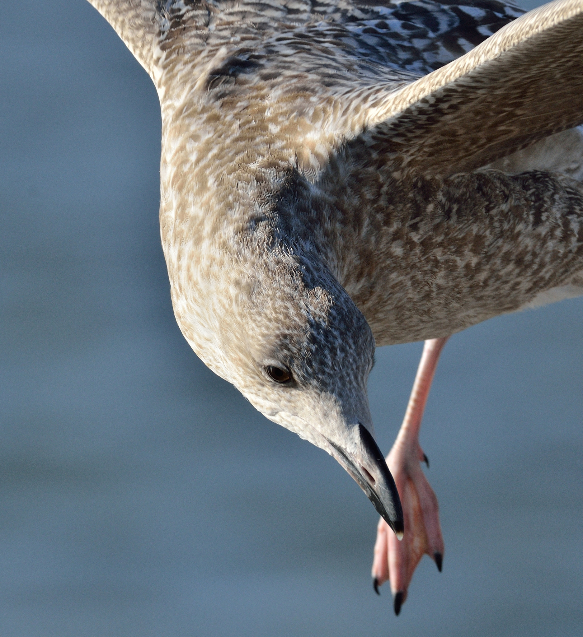 AF-S Nikkor 500mm f/4D IF-ED sample photo. Zilvermeeuw photography