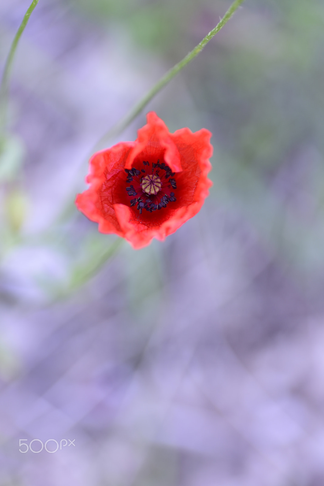 Nikon D810 + Tamron SP 90mm F2.8 Di VC USD 1:1 Macro sample photo. Single poppy photography