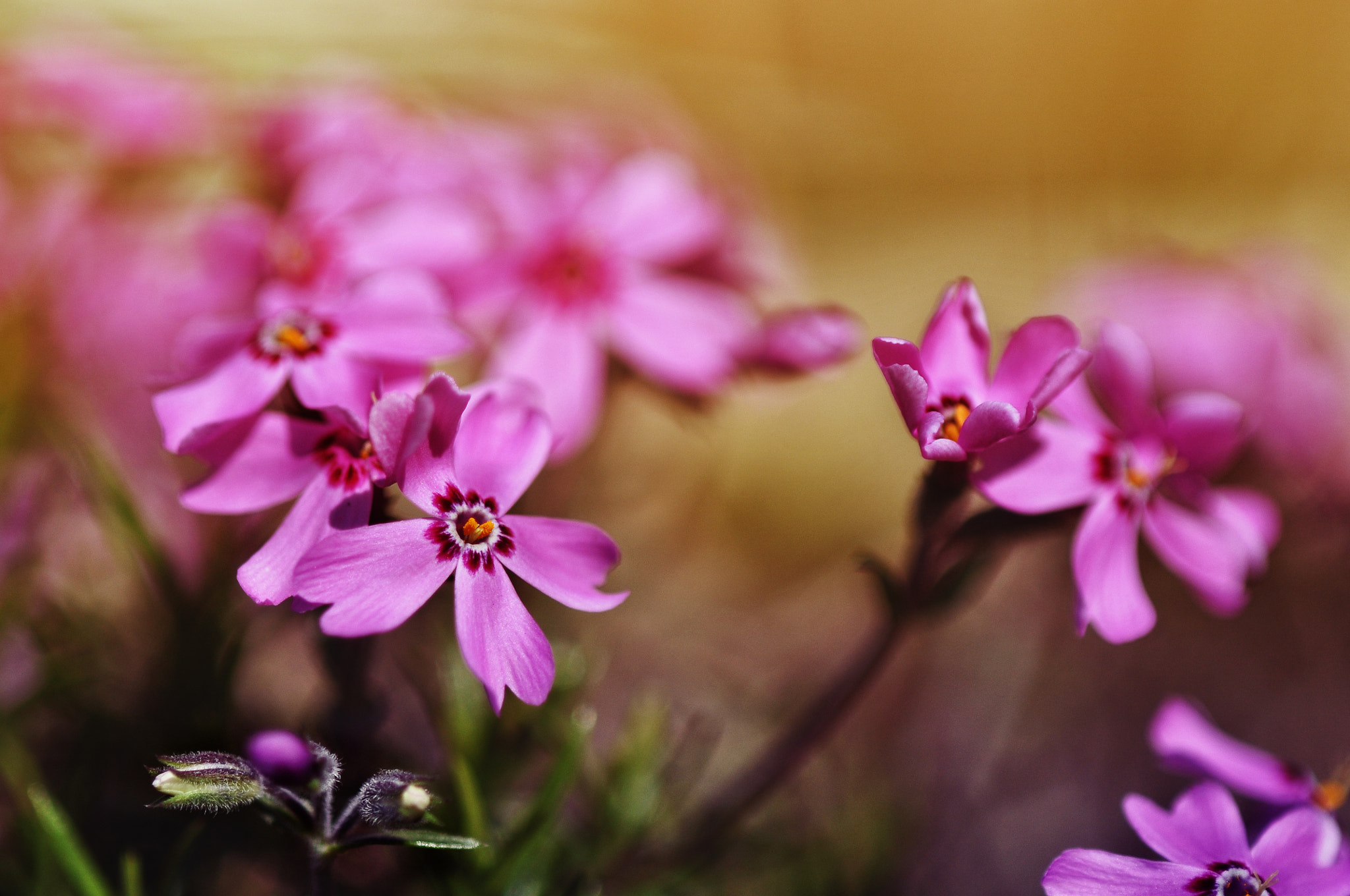 Nikon D300 + AF Micro-Nikkor 105mm f/2.8 sample photo. Красивые мелкие цветочки photography