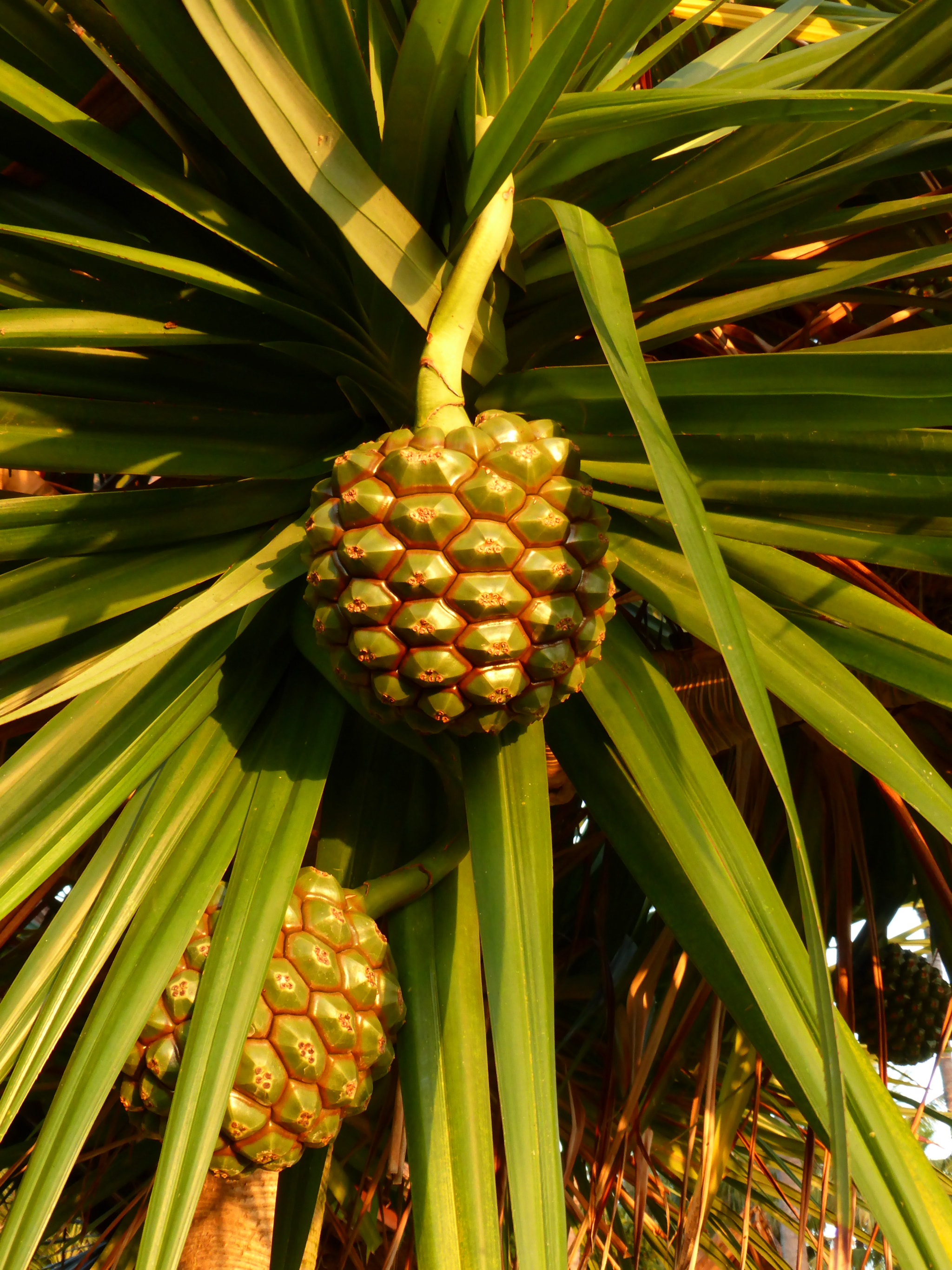 Panasonic DMC-TZ41 sample photo. Palm fruit? photography