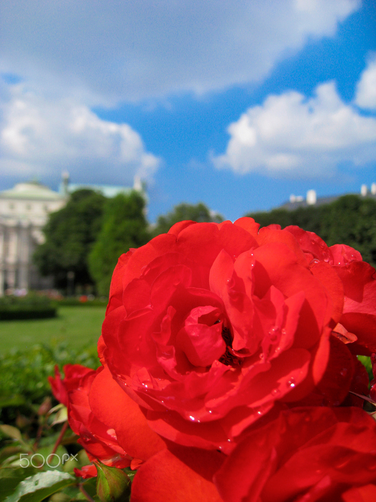 Canon DIGITAL IXUS 950 IS sample photo. Rose im volksgarten in wien photography