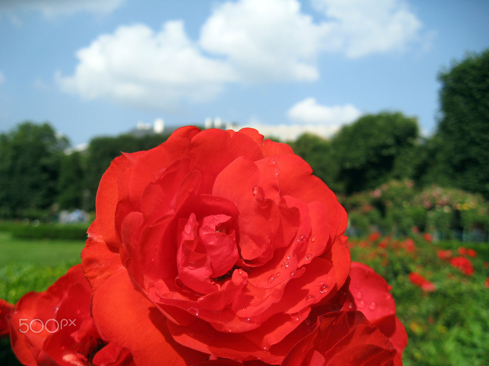 Canon DIGITAL IXUS 950 IS sample photo. Rose photography