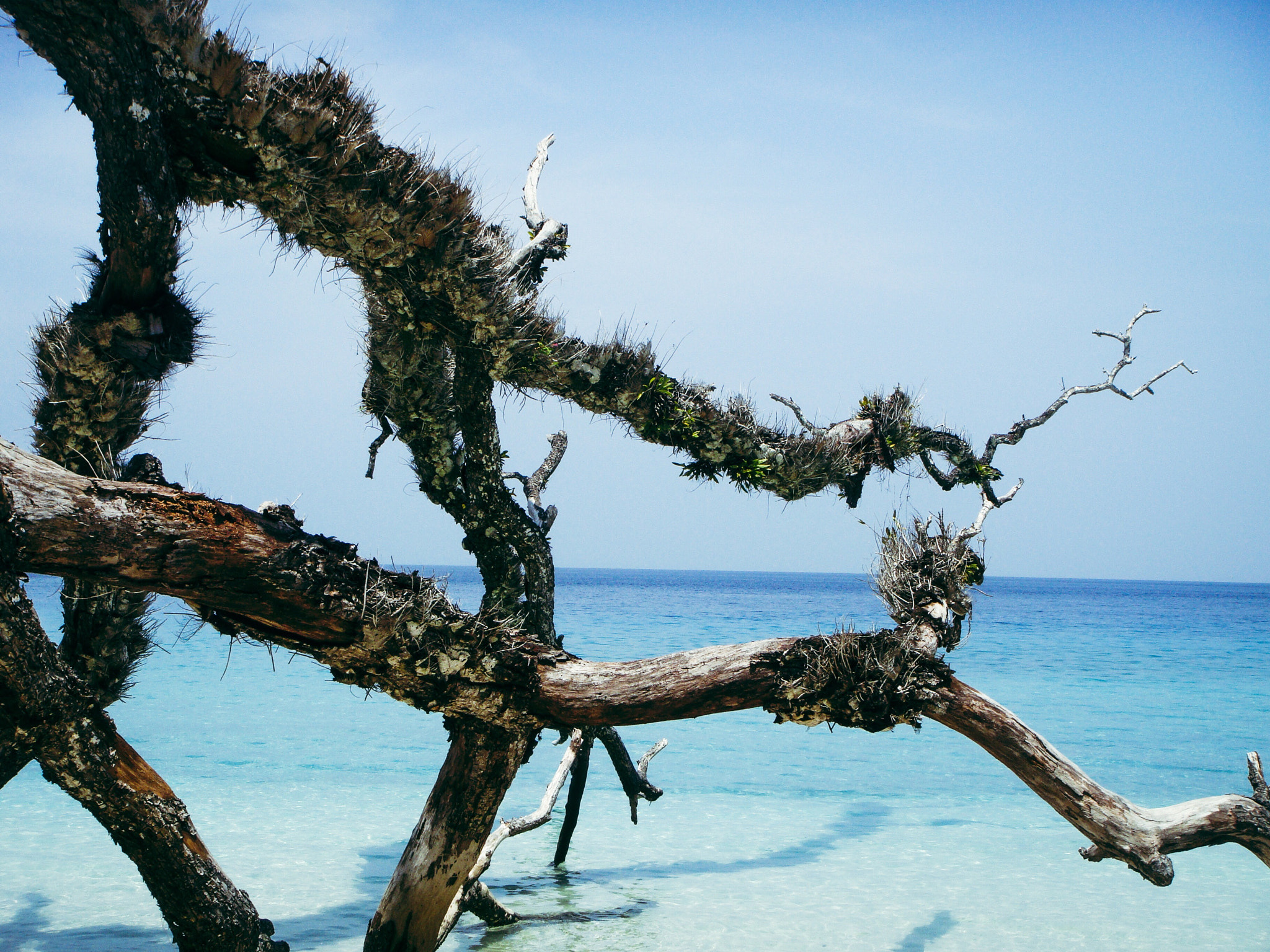 Sony DSC-T77 sample photo. Elephant beach #2 photography