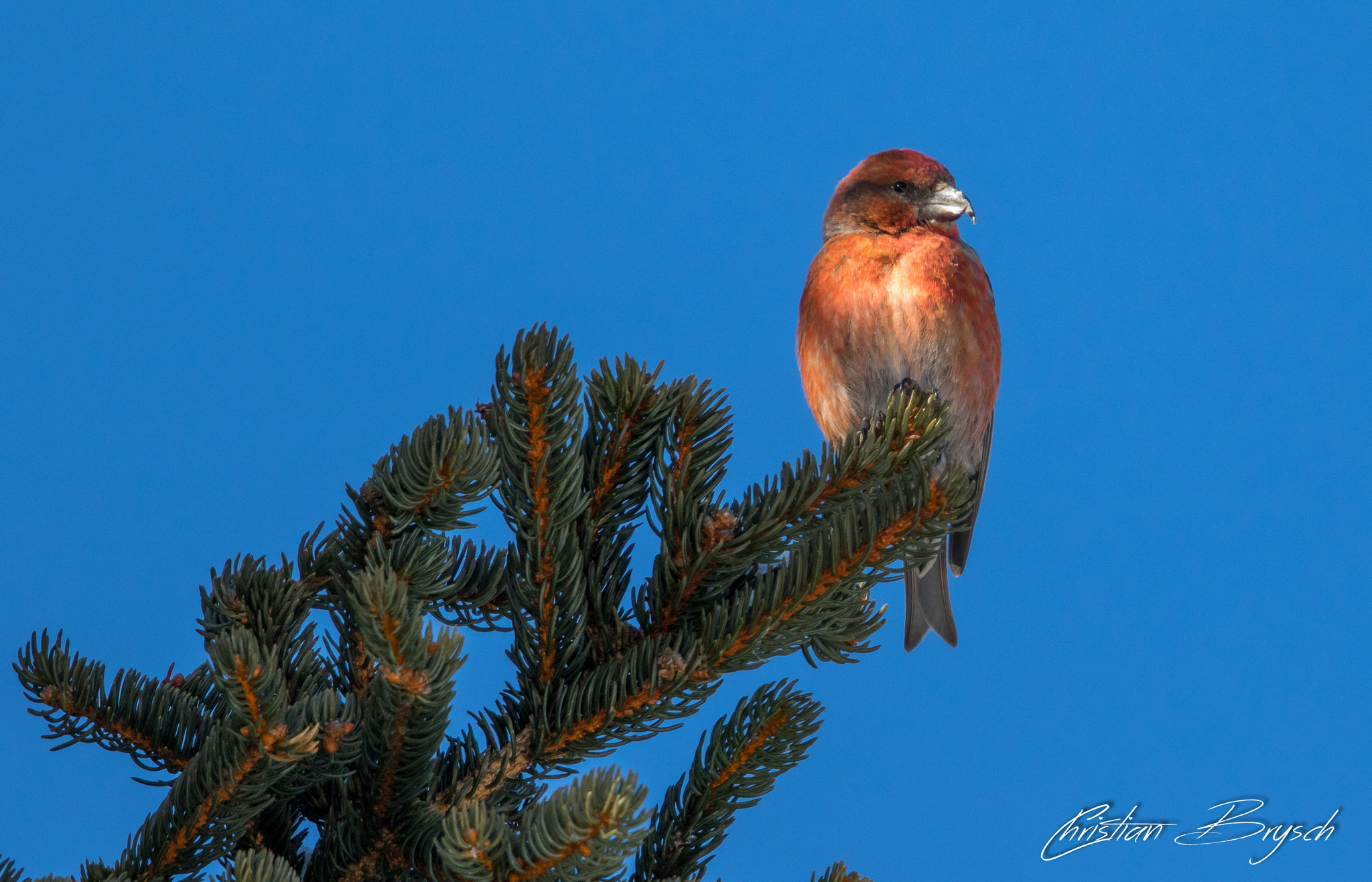Canon EF 500mm F4L IS II USM sample photo. Crossbill photography
