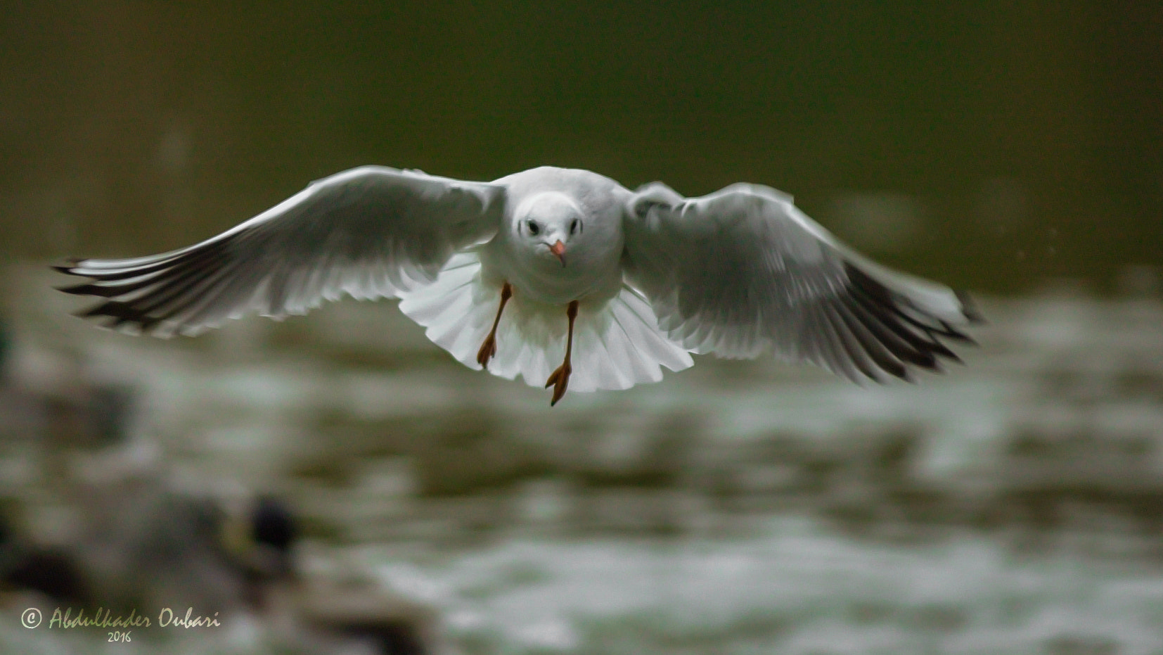 Nikon D1 sample photo. Seagull photography