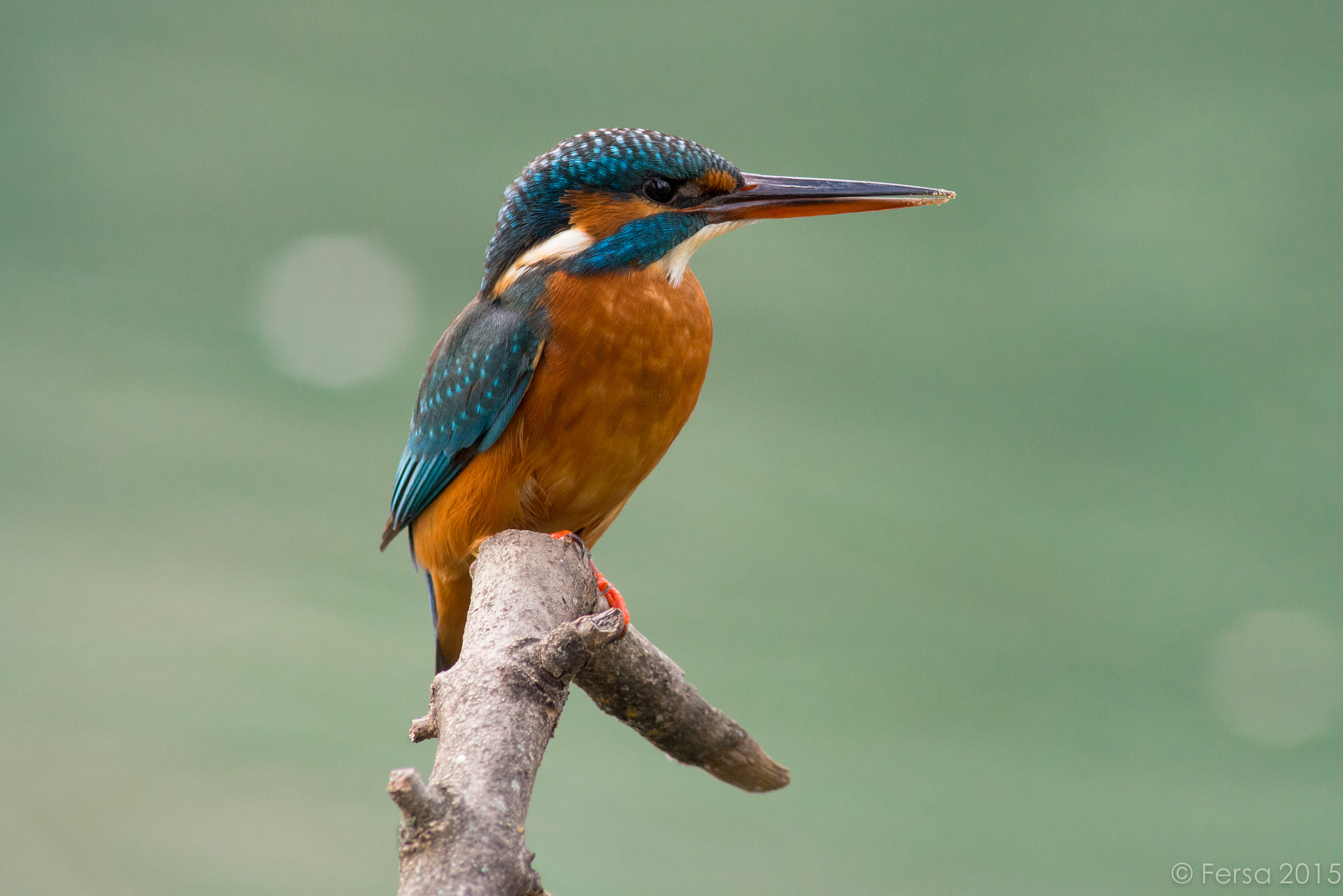 AF Nikkor 300mm f/4 IF-ED sample photo. Martina de domingo photography