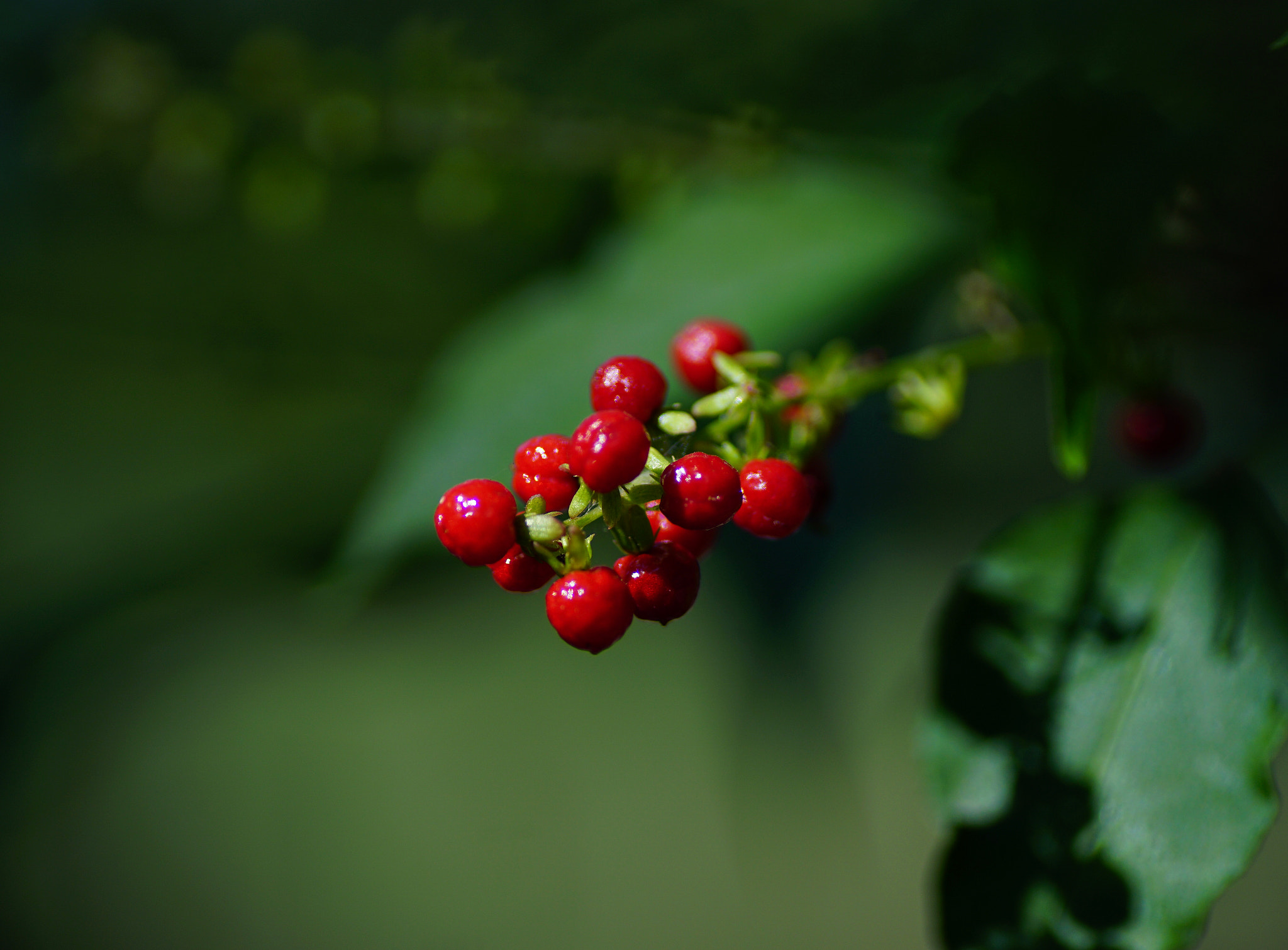 Sony a6000 + Tamron SP AF 90mm F2.8 Di Macro sample photo. Red berries photography