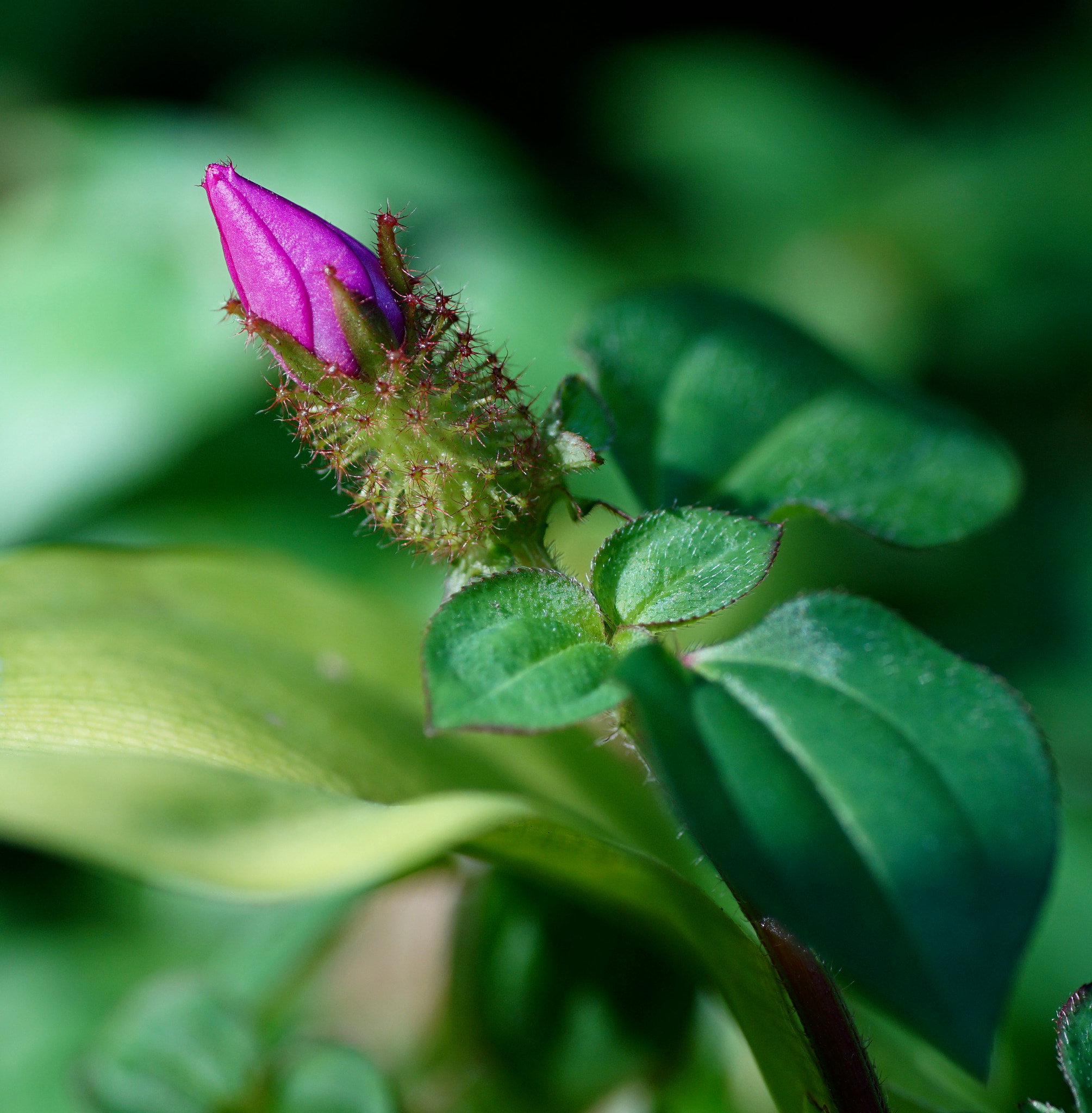 Sony a6000 + Tamron SP AF 90mm F2.8 Di Macro sample photo. Purple bud photography