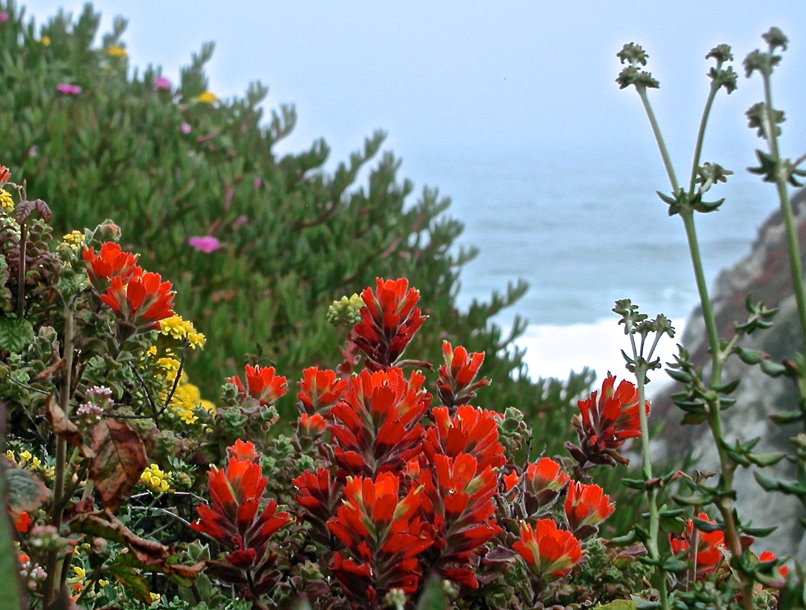 Olympus C3040Z sample photo. Indian paintbrush photography