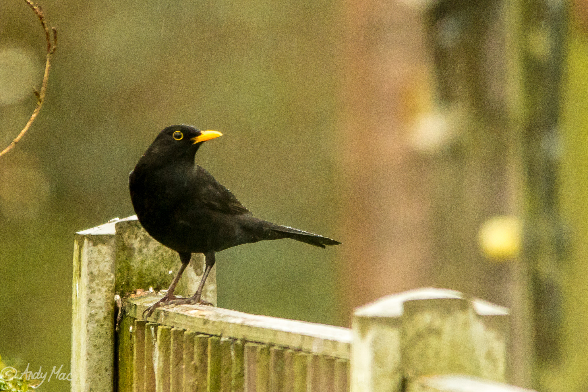 Sigma 150-500mm F5-6.3 DG OS HSM sample photo. Black bird photography